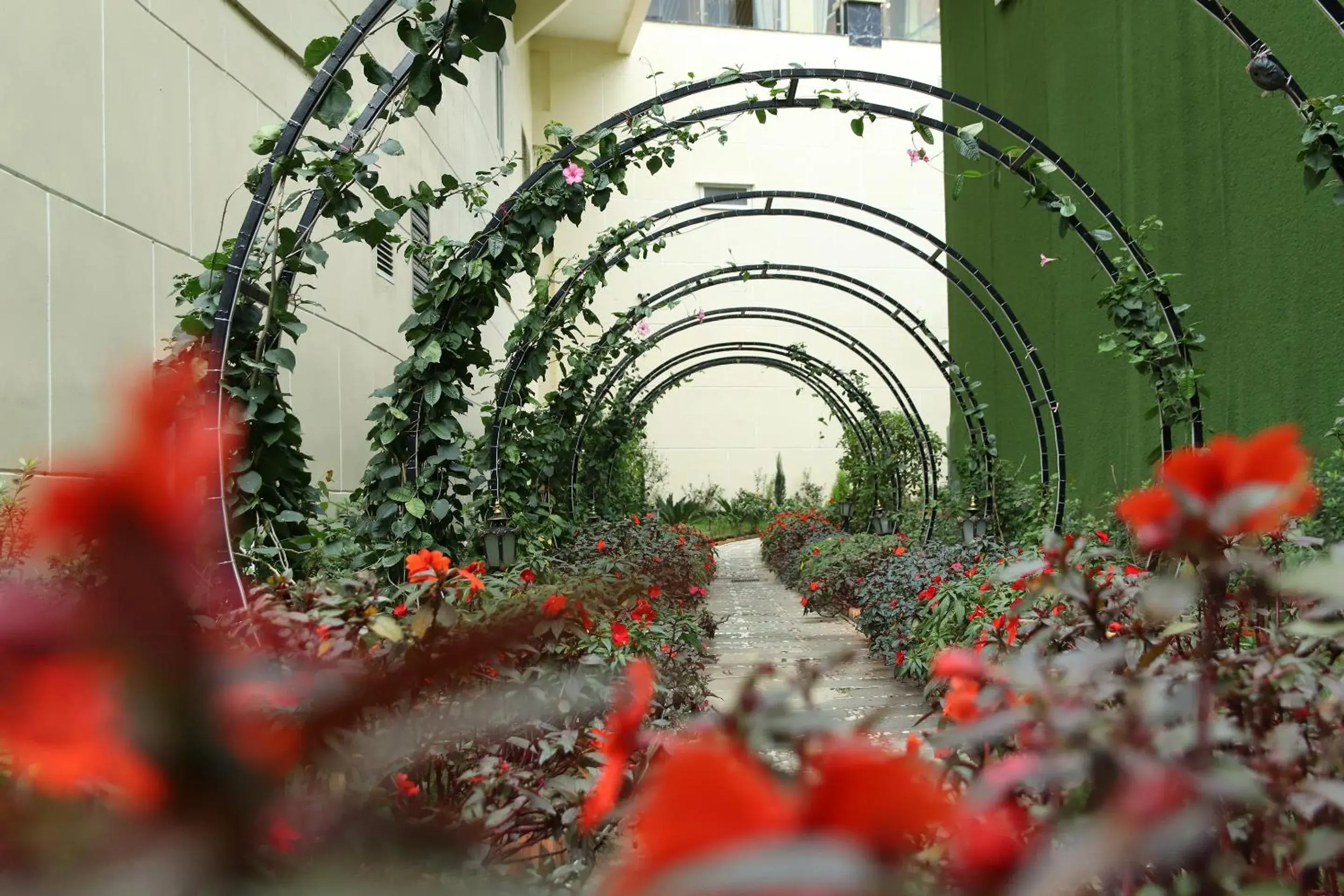 Garden in Ladalat Hotel