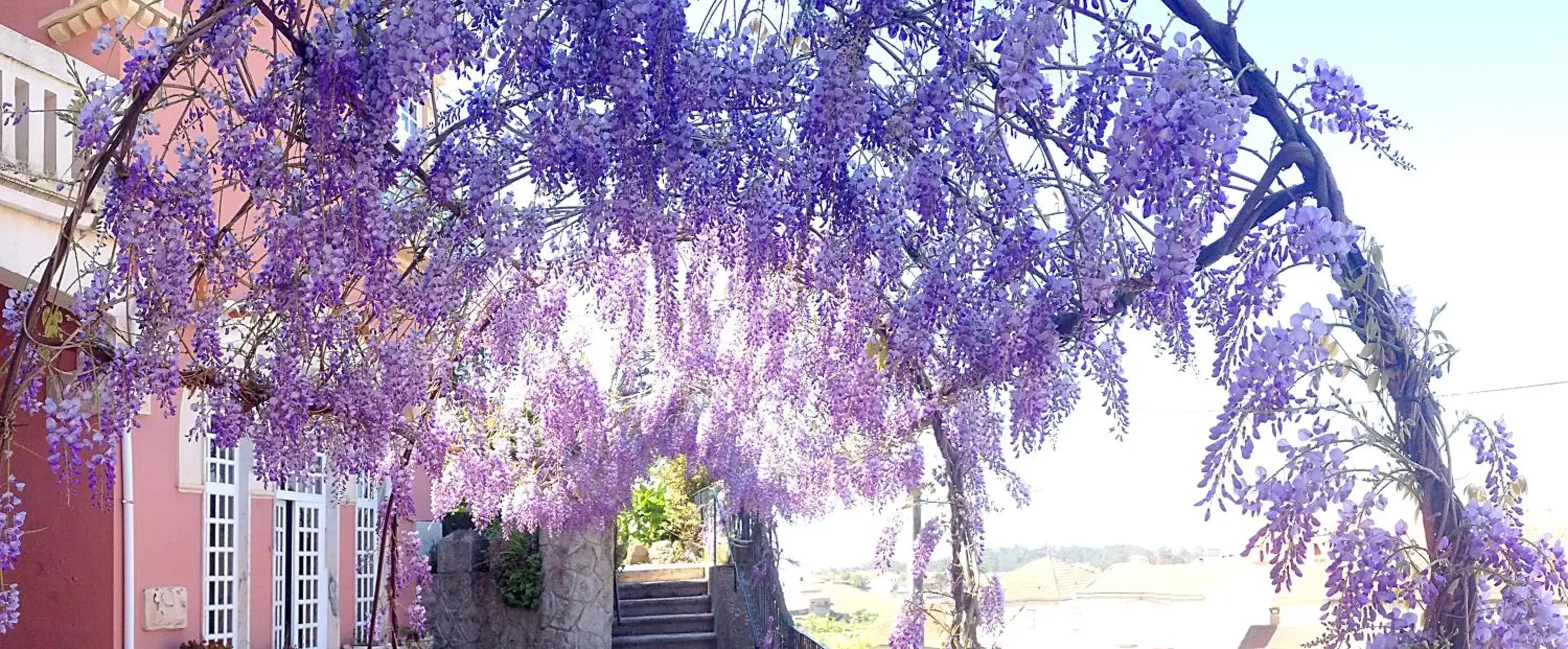 Garden in Alegre - Bussaco Boutique Hotel