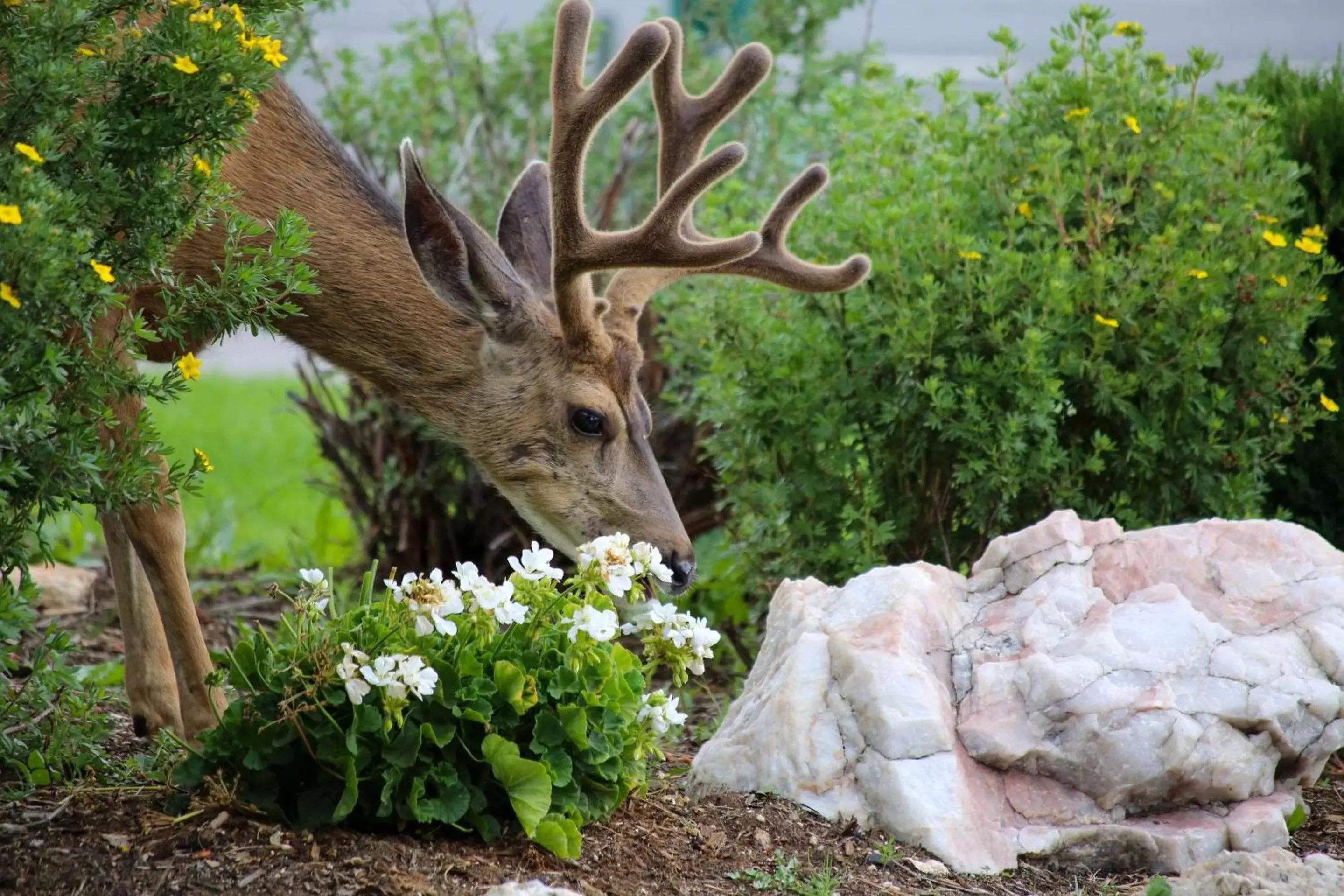 Property building, Other Animals in Quality Inn near Rocky Mountain National Park