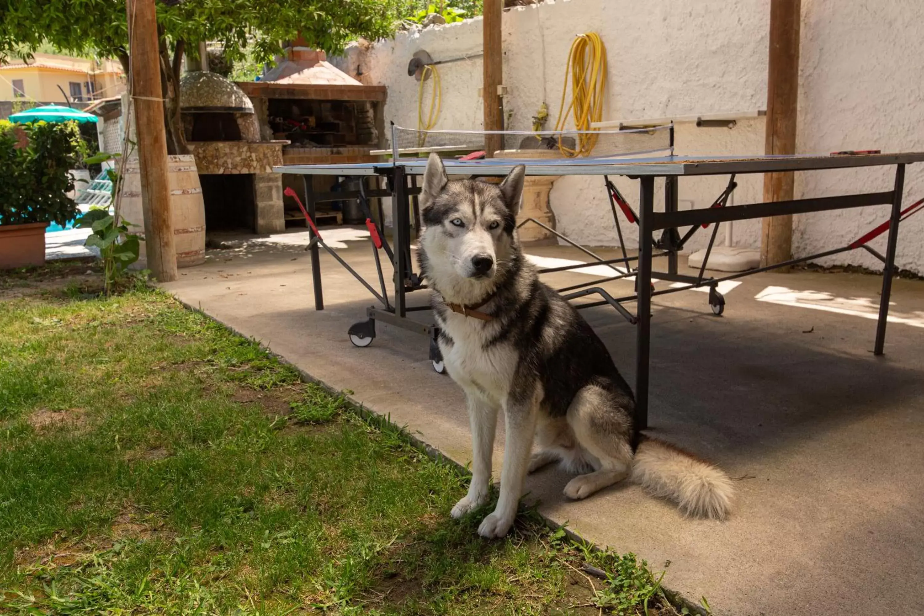 Table tennis, Pets in Residence Villa Tina