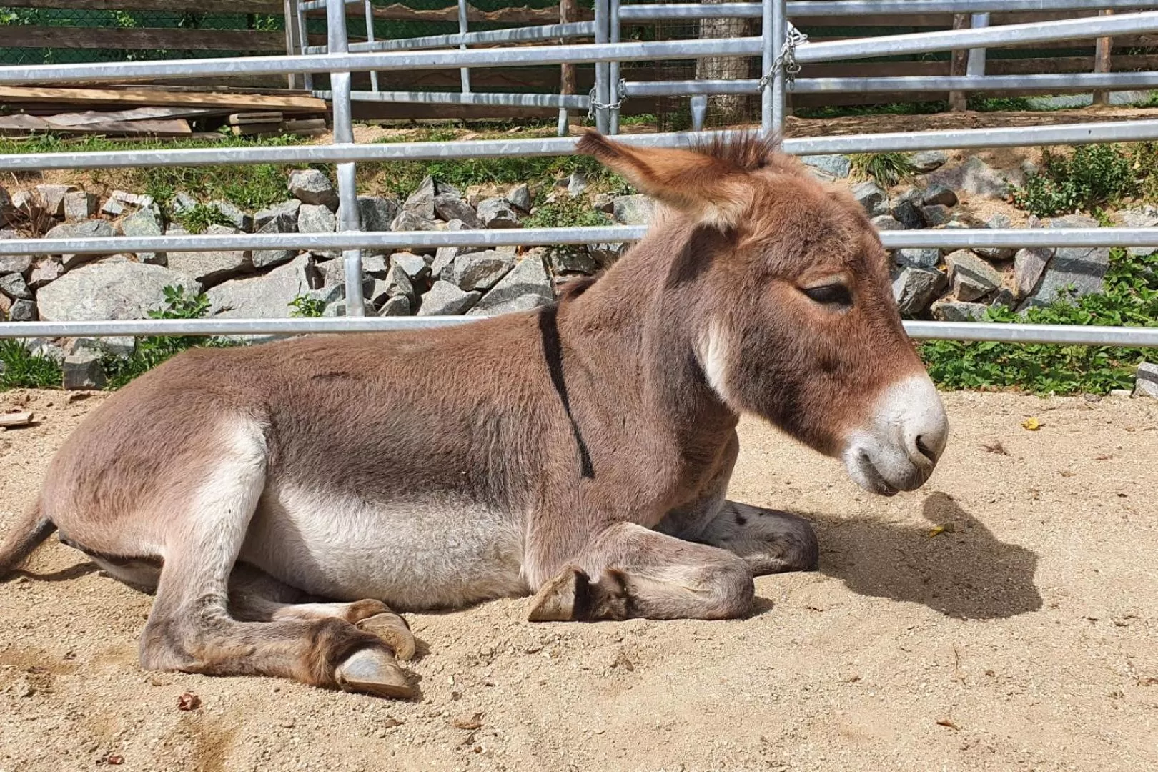 Animals in OREA Resort Panorama Moravský kras