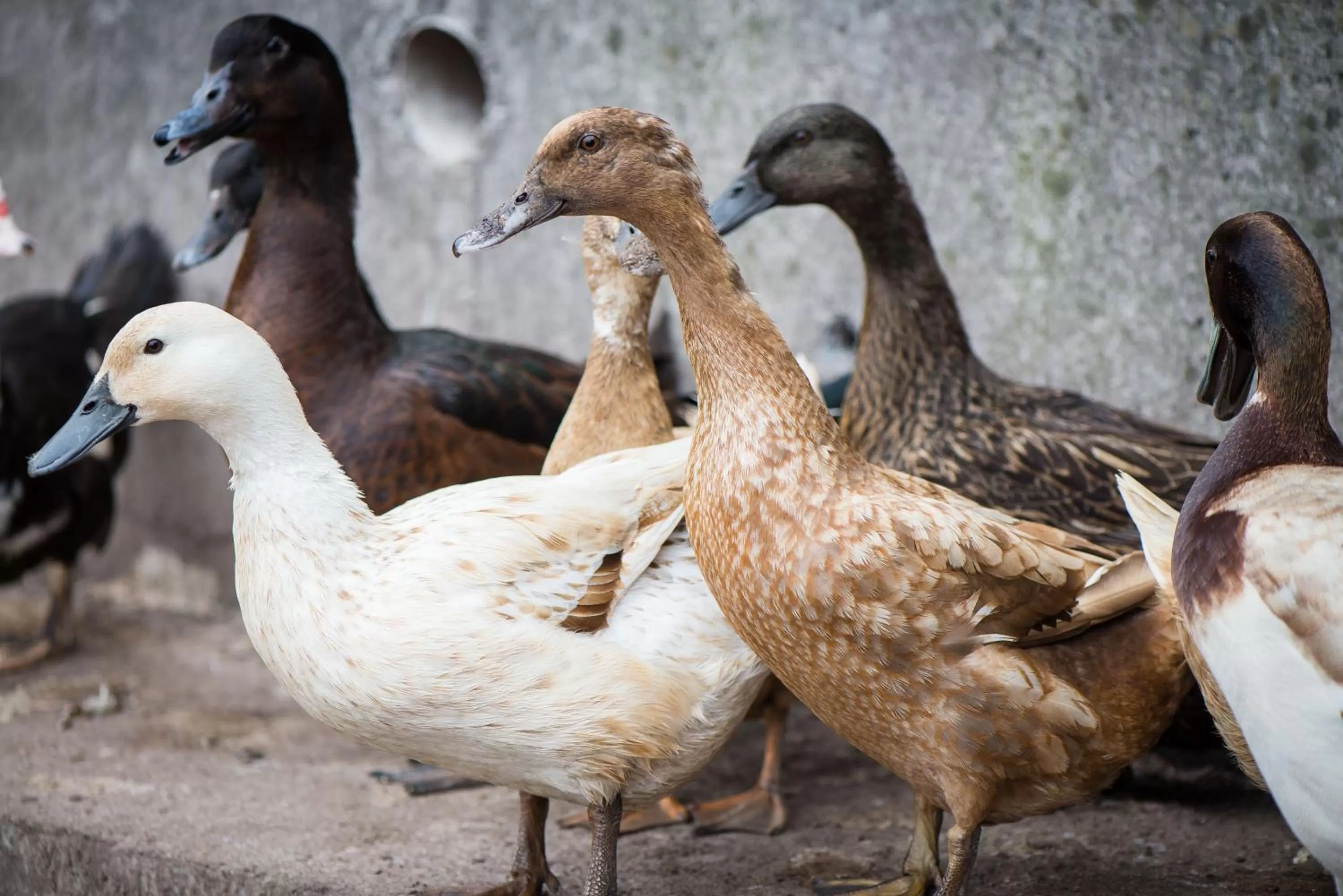 Pets in Gabriel House Guesthouse