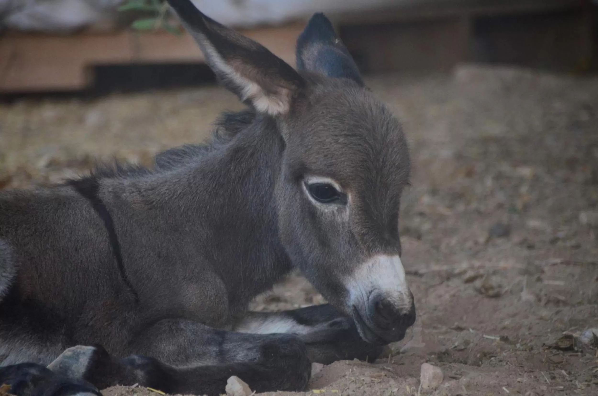 Garden in Auberg-Inn Guesthouse
