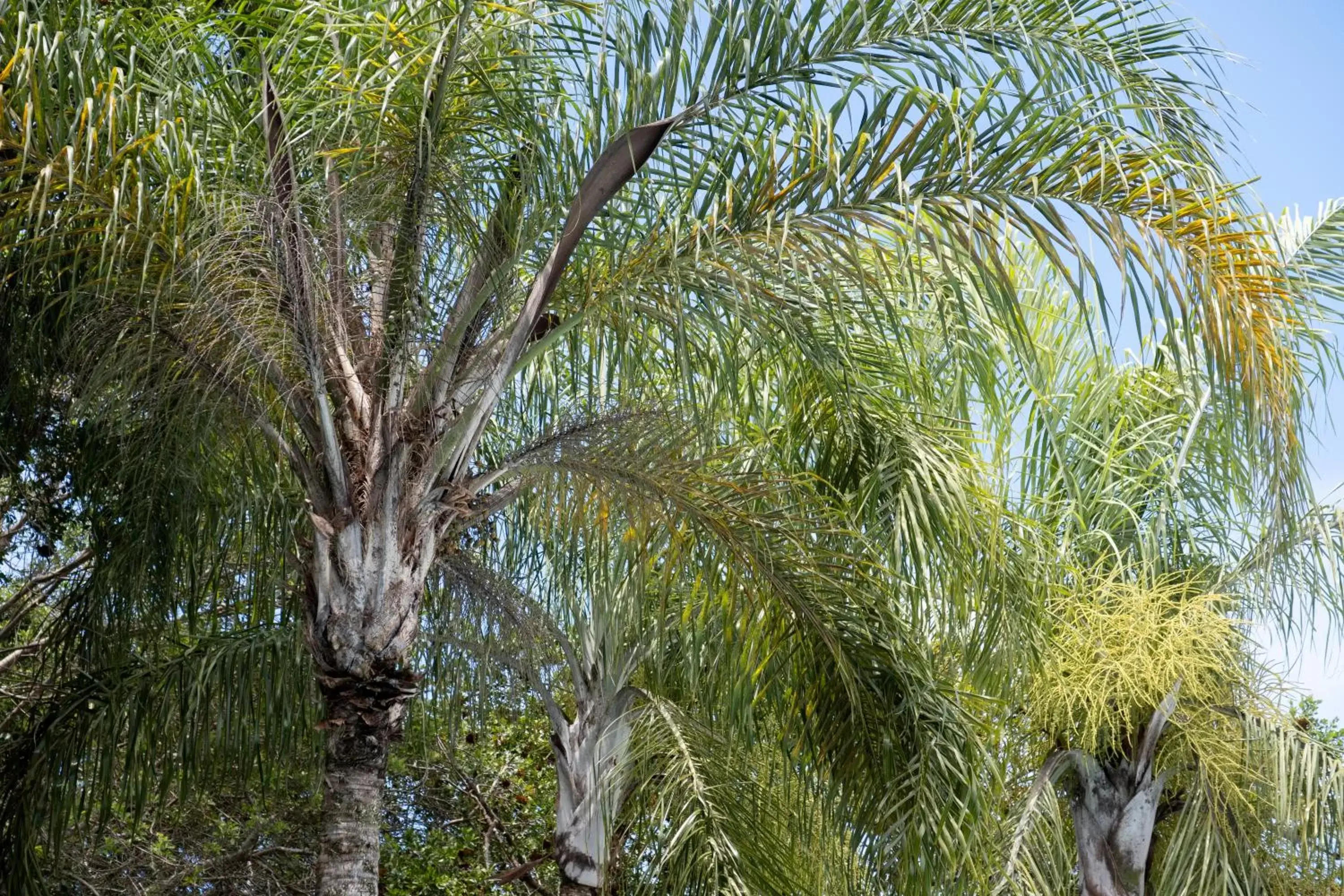 Natural landscape in Pousada Aguas Claras