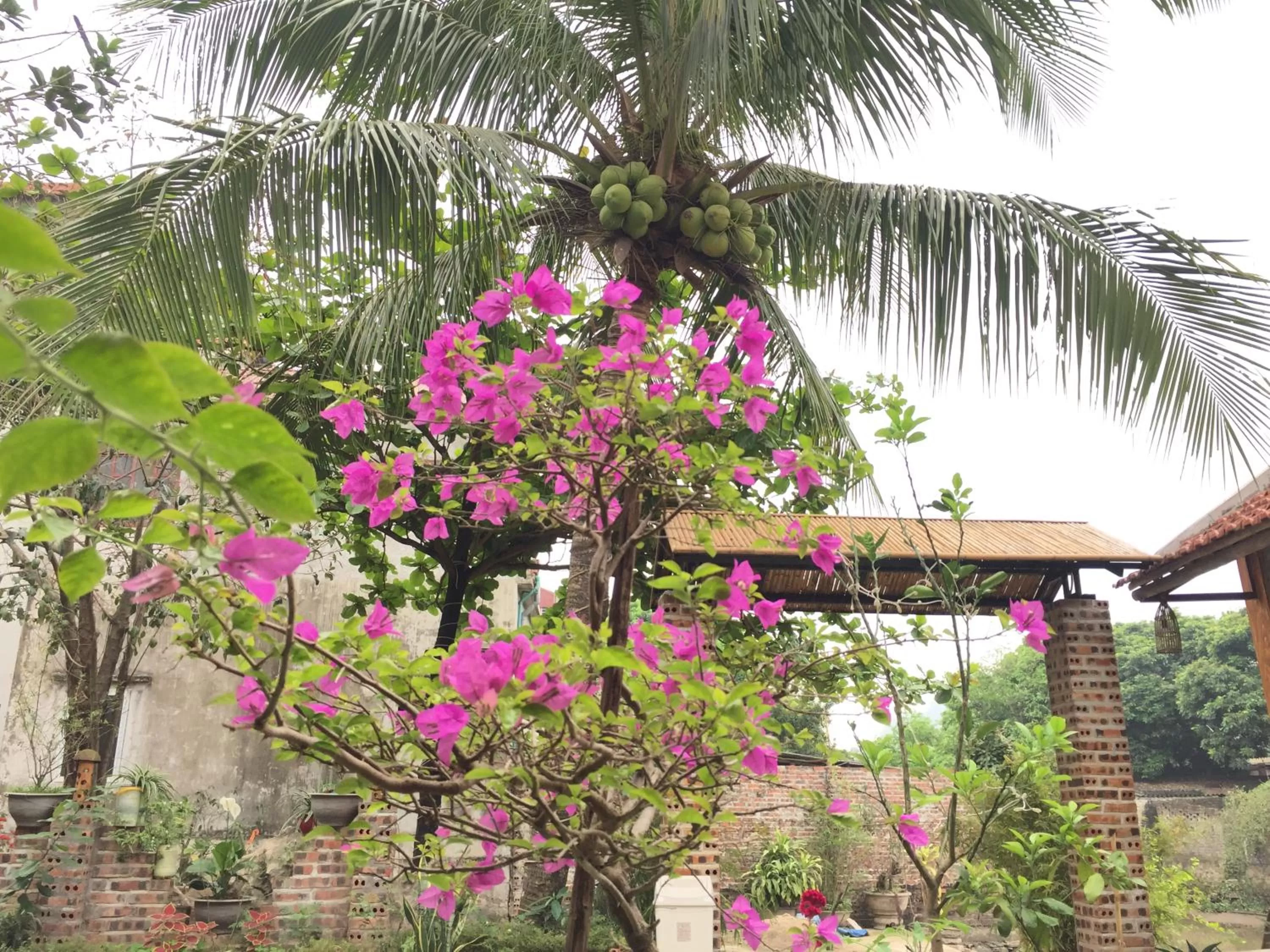 Natural landscape in Tam Coc Vinh Thinh Homestay