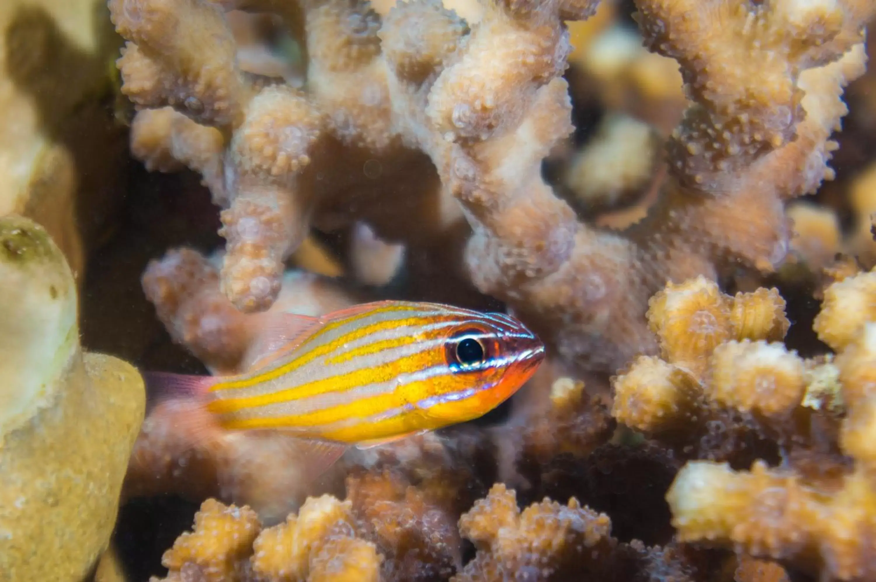 Snorkeling, Other Animals in Coral Sun Beach