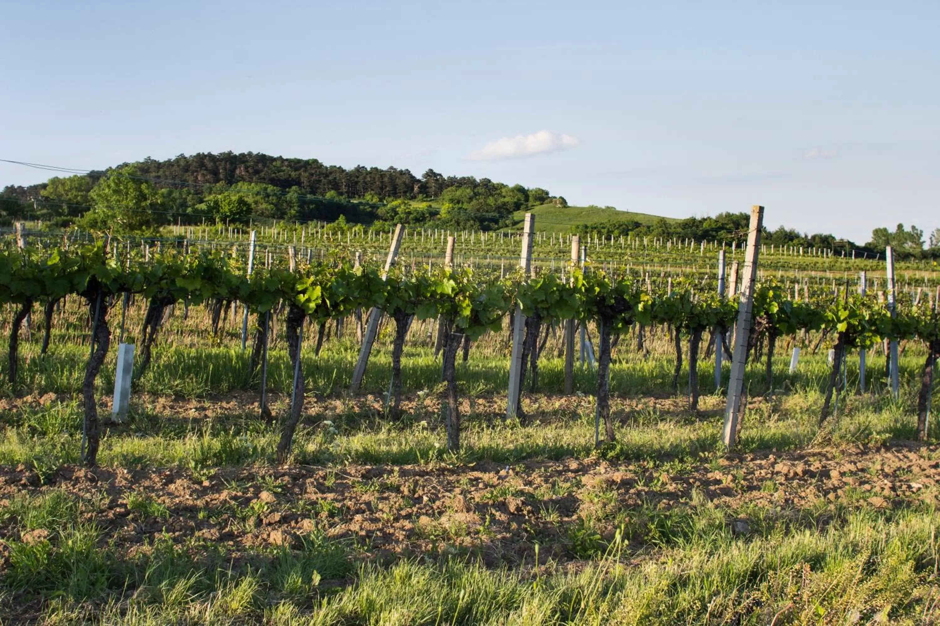 View (from property/room) in Gastwirtschaft & Hotel Holzinger