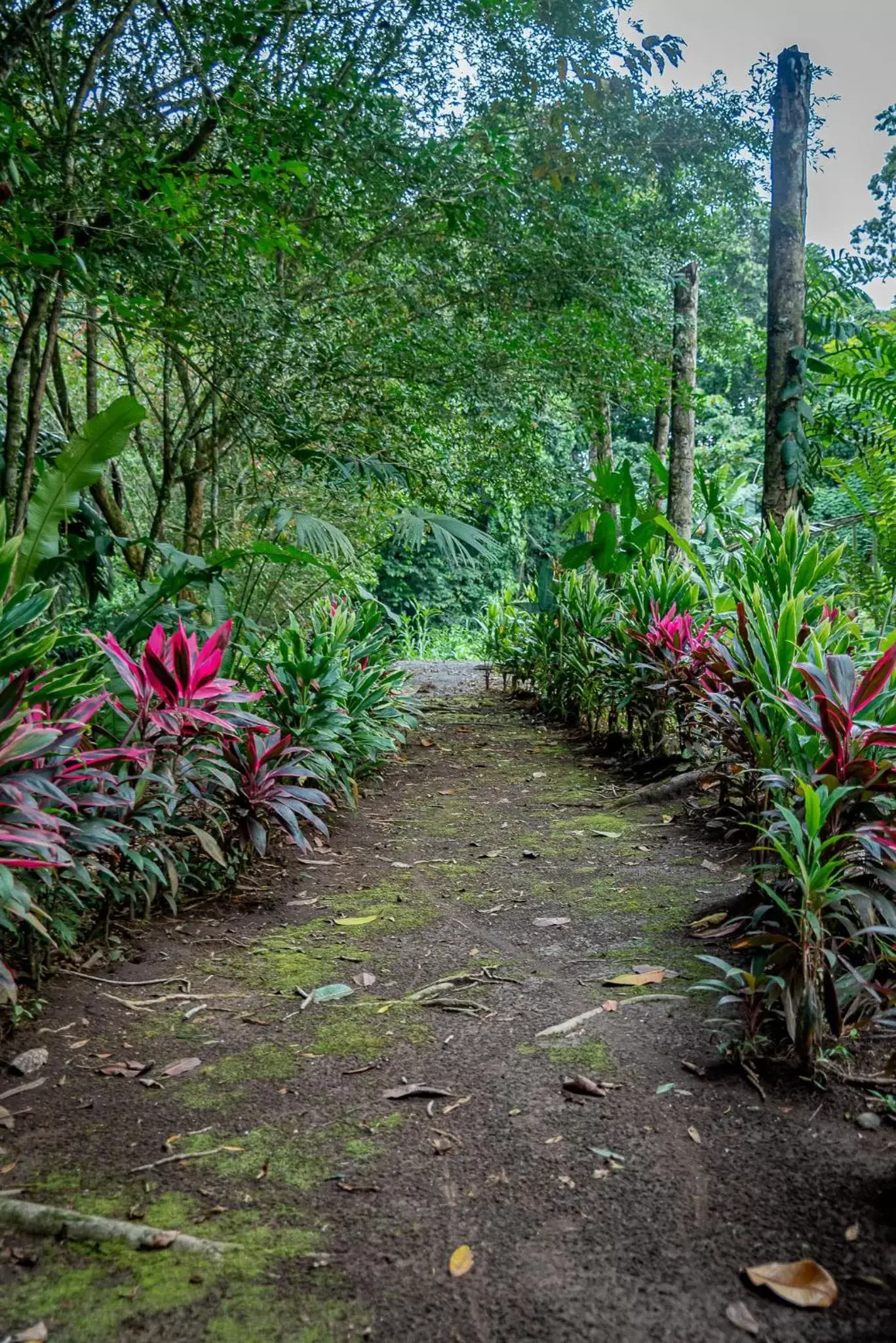 Garden in Hotel Los Rios