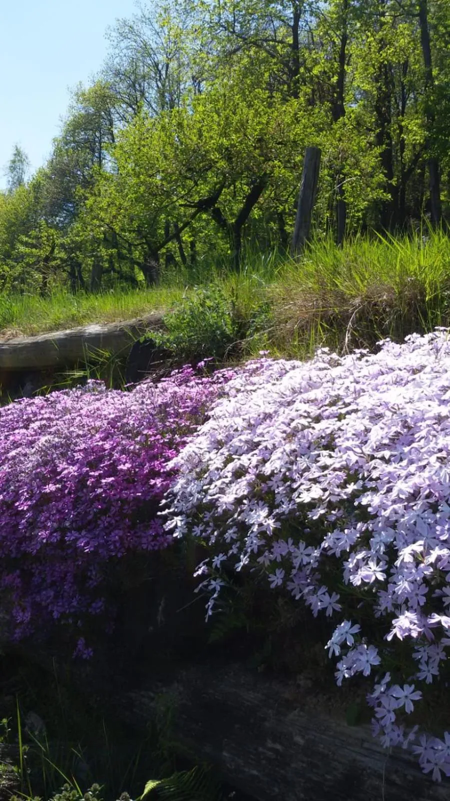 Garden in Il Sogno Della Vita AgriResort - Country Rooms & Suites