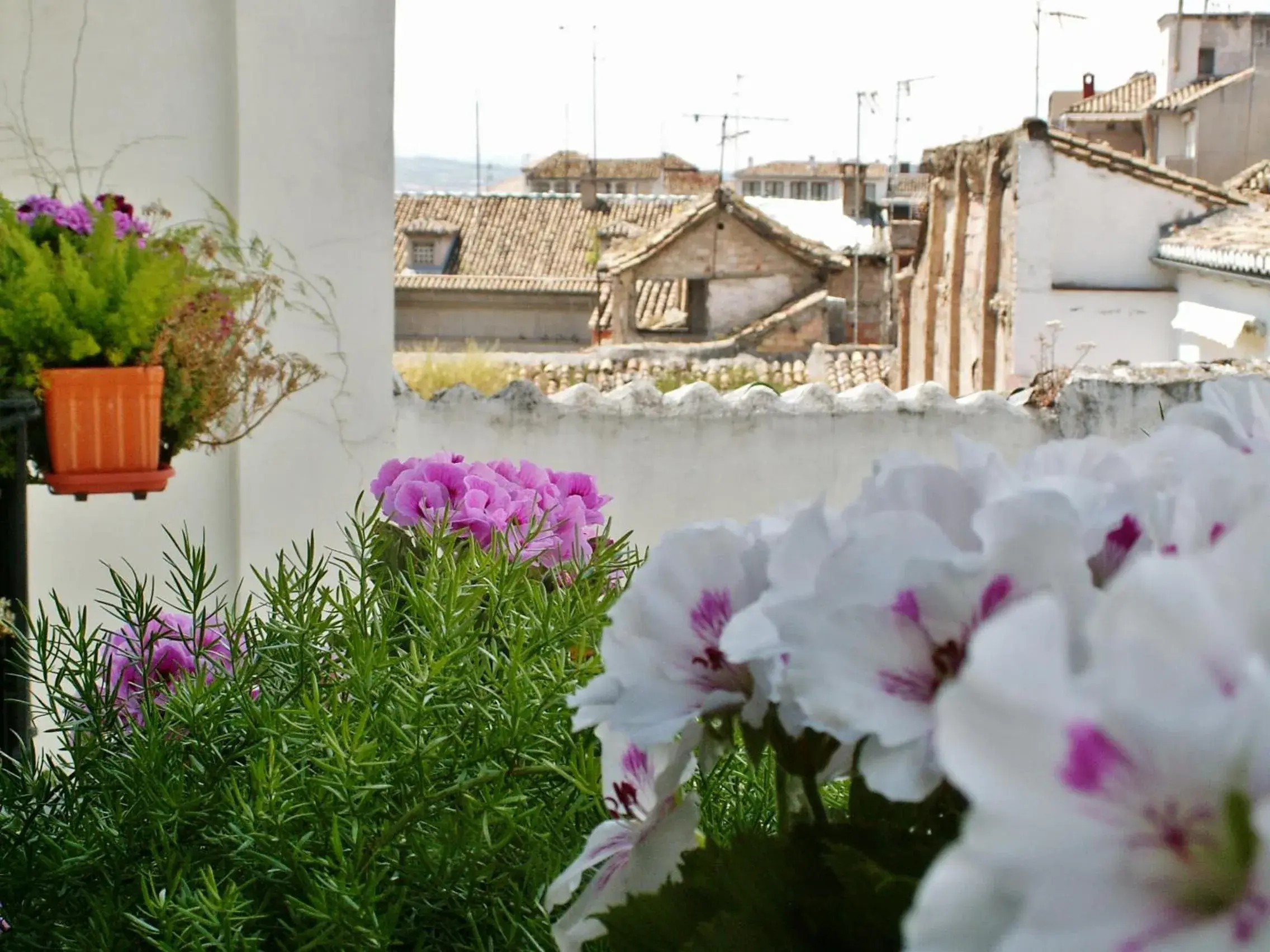 Balcony/Terrace in Oasis Backpackers' Hostel Granada