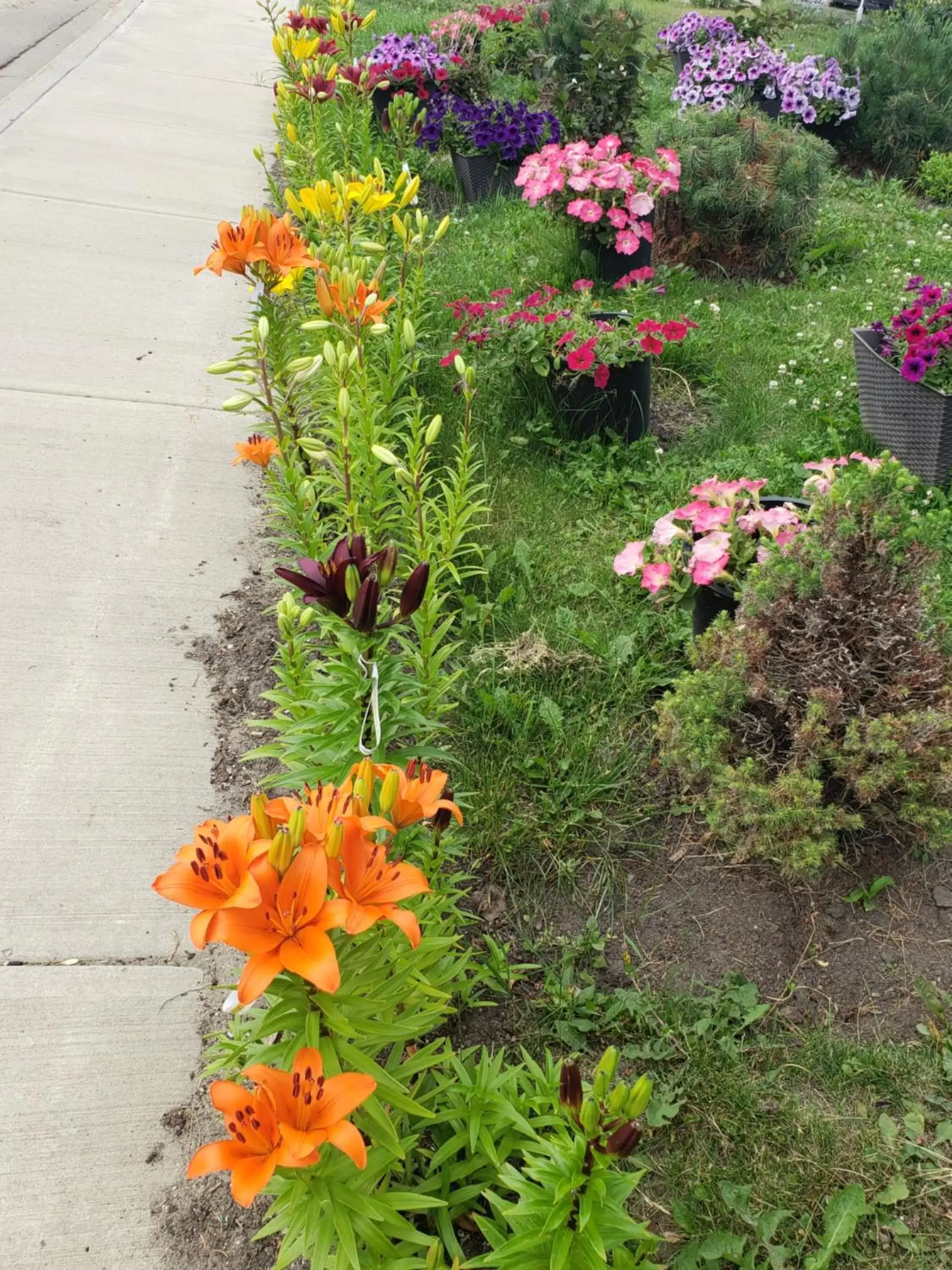 Garden in Dockside Inn