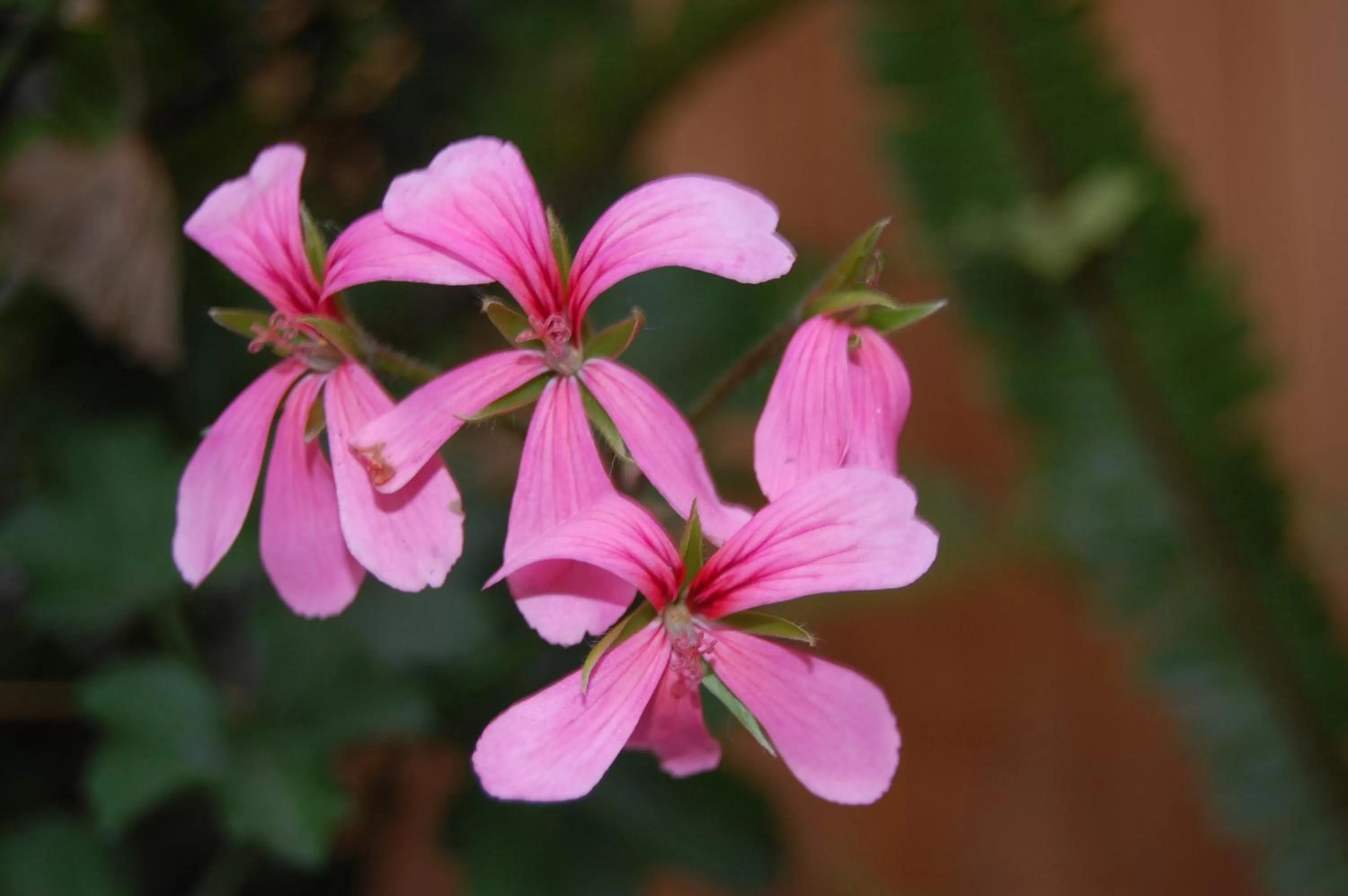 Garden in Apartamentos Otorongo Cuenca Ecuador