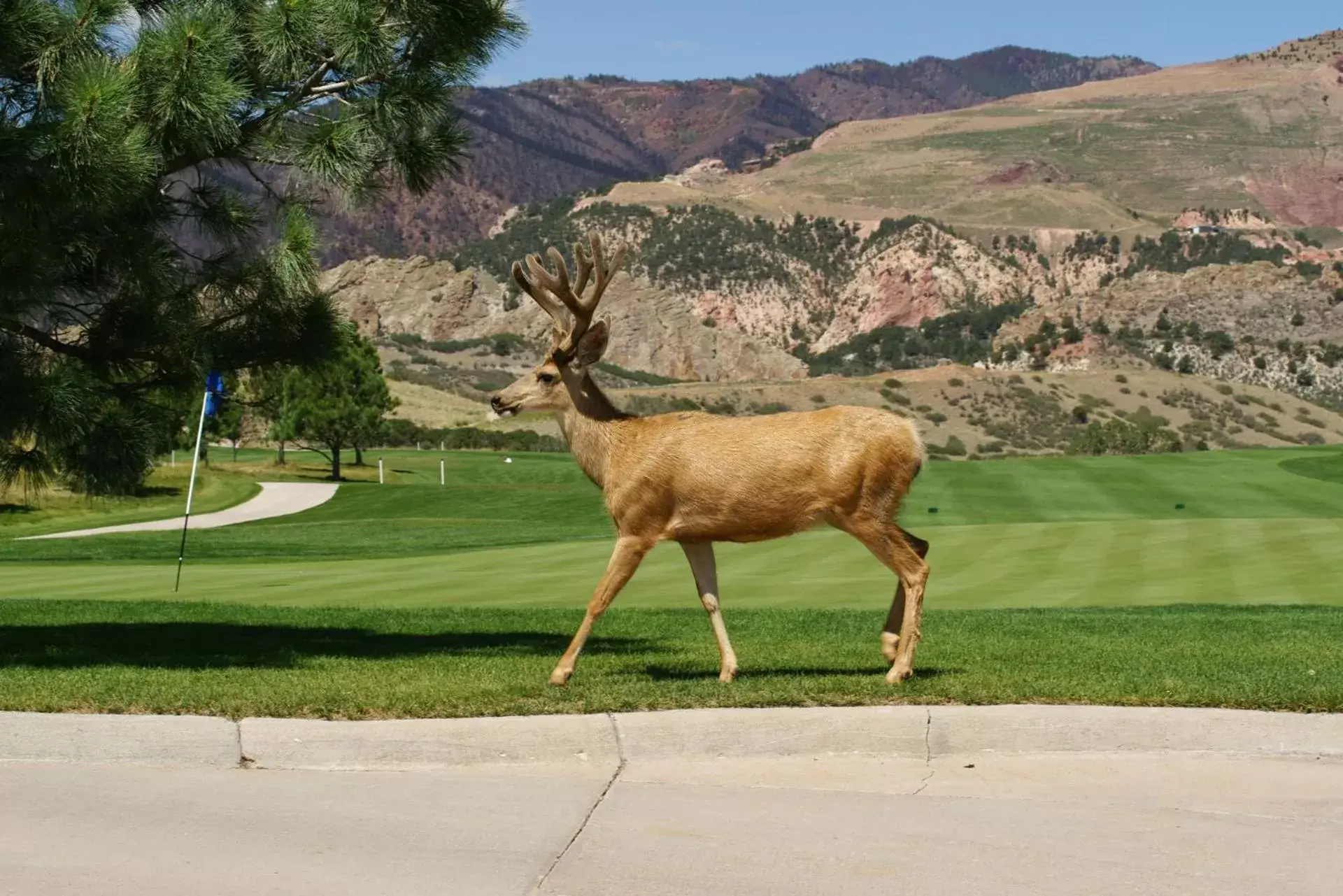 Golfcourse, Other Animals in Garden of the Gods Club & Resort