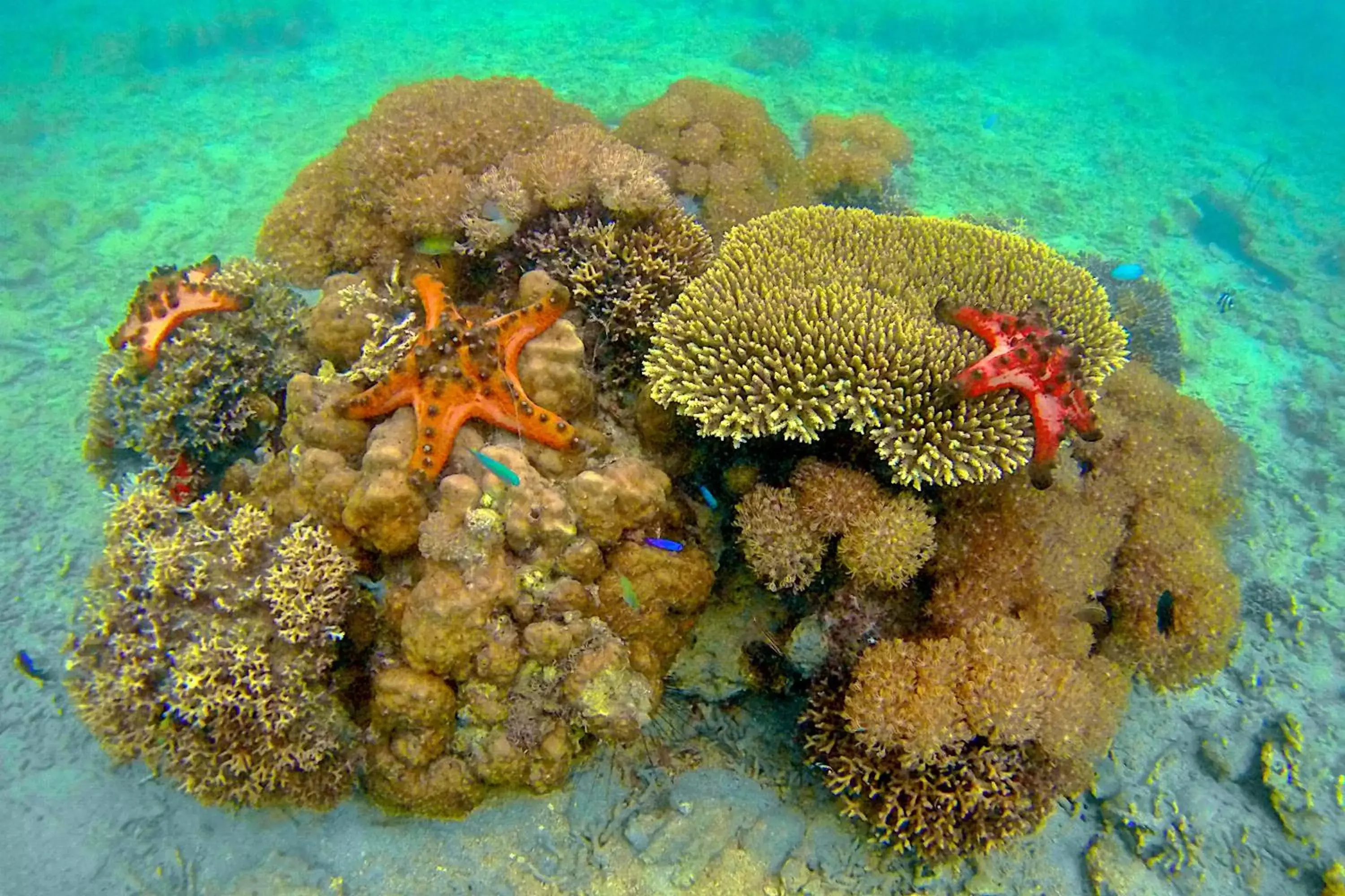 Snorkeling in Coconut Garden Beach Resort