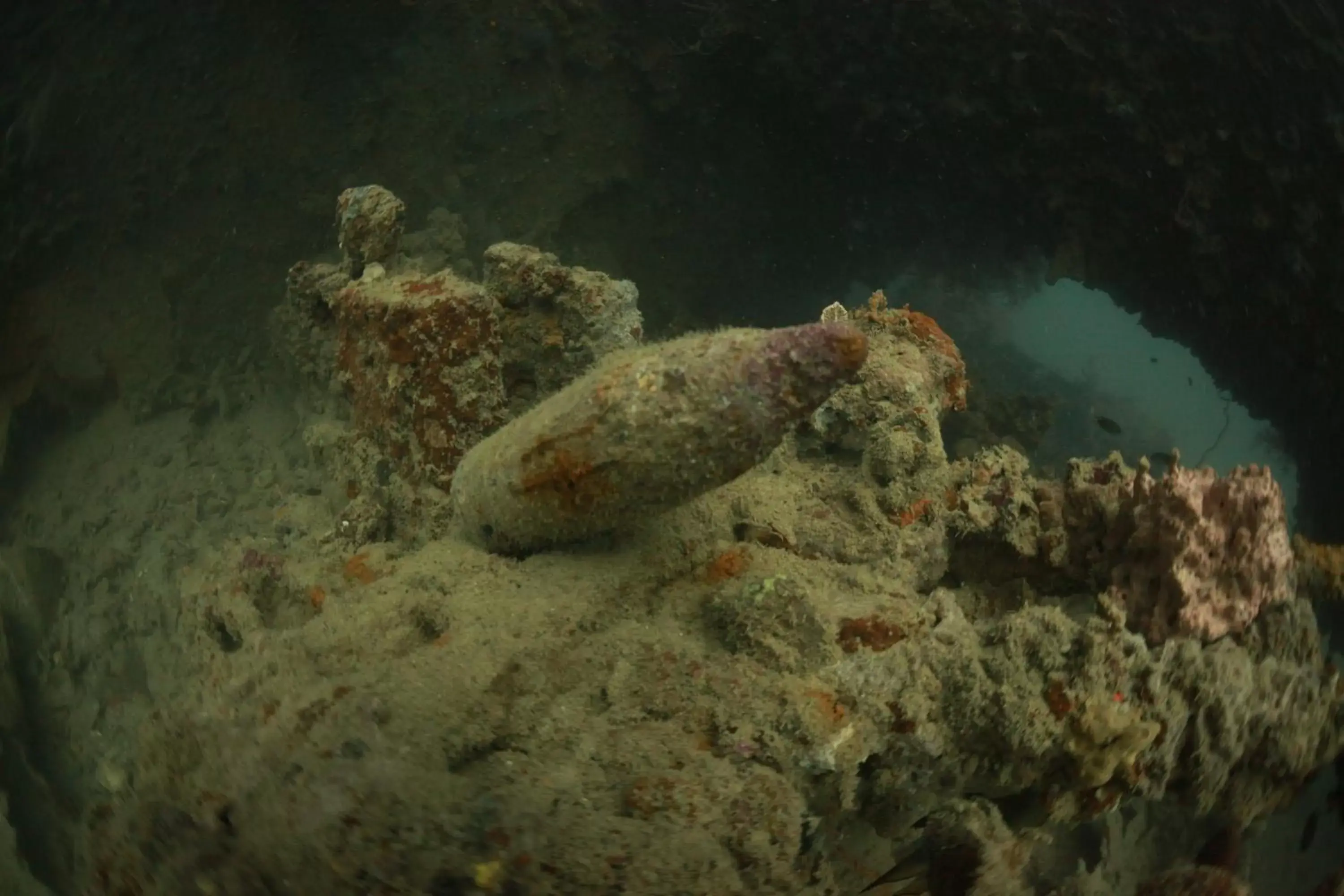 Diving, Other Animals in Busuanga Bay Lodge