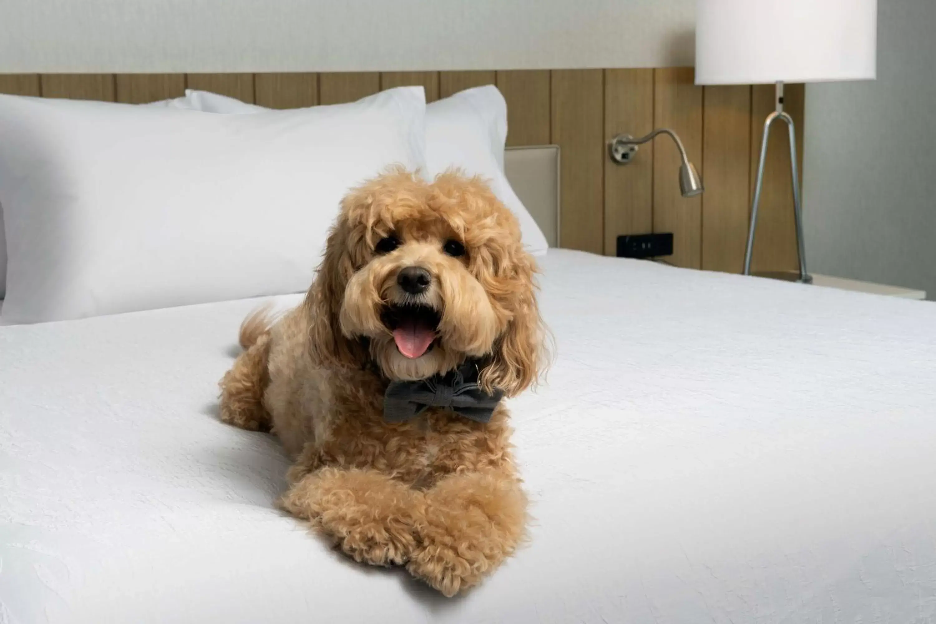 Bed, Pets in Hilton Garden Inn San Jose Airport