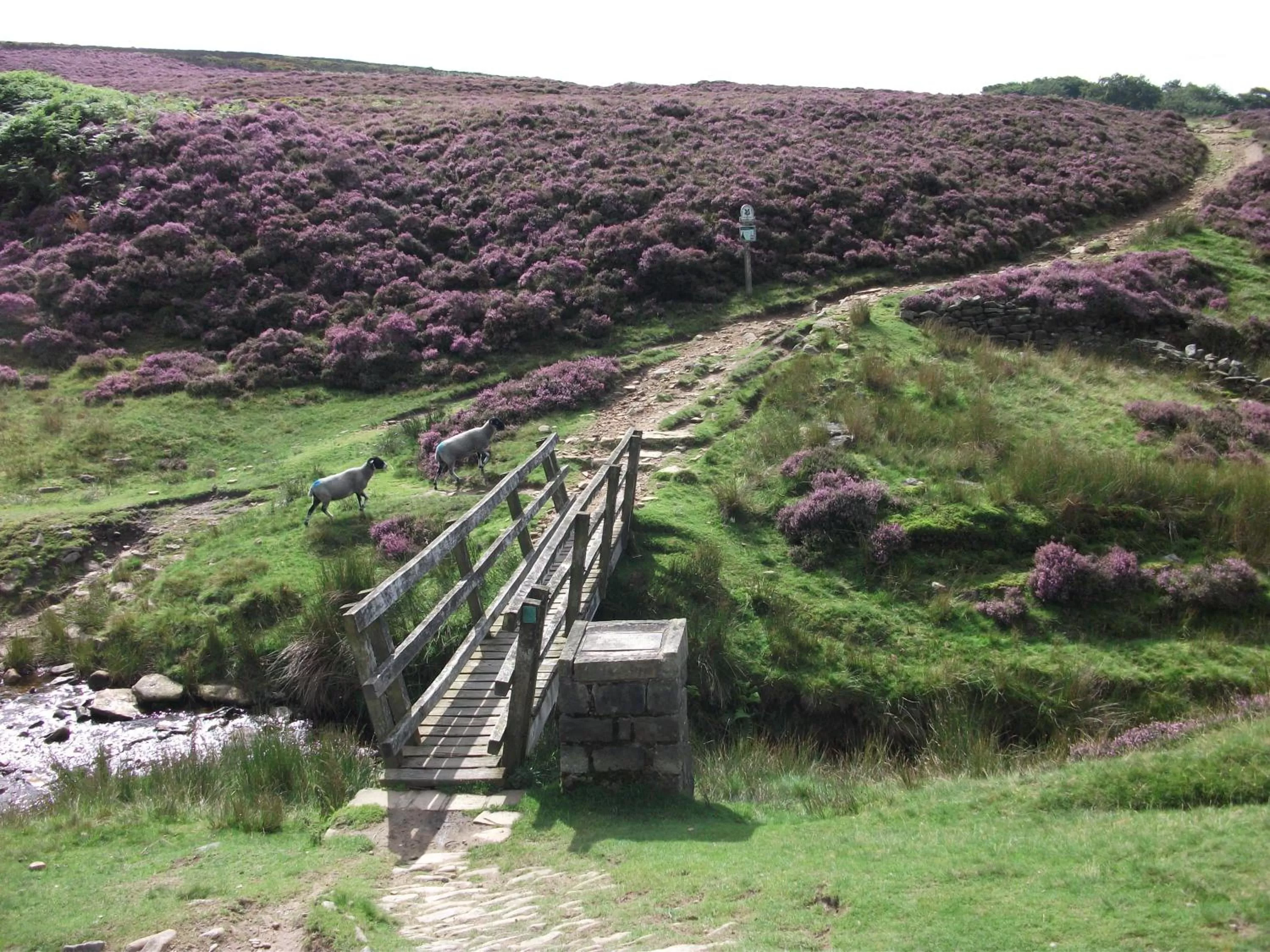 Summer in The Lantern Pike Inn