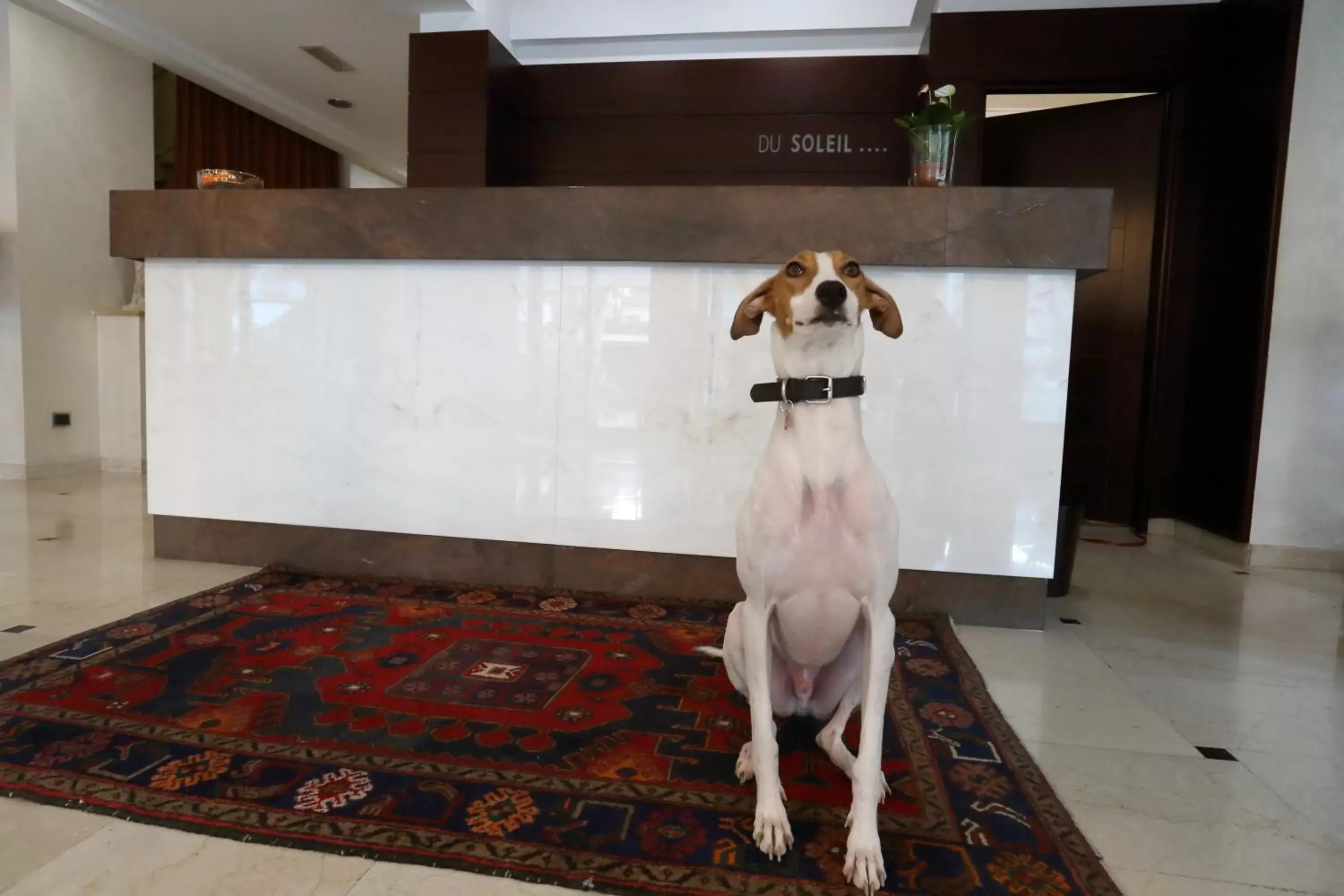 Animals in Hotel Du Soleil