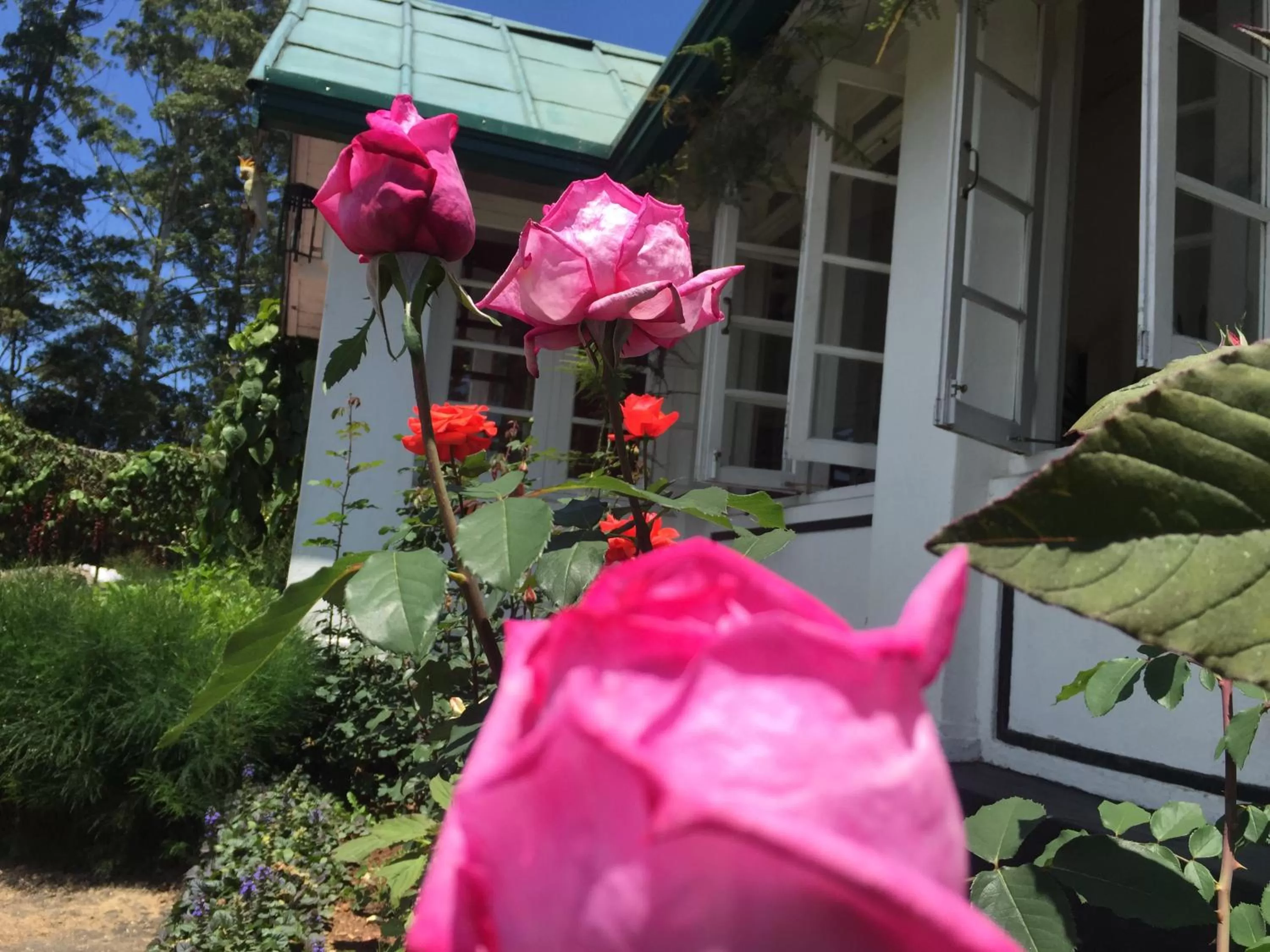 Garden view in The Trevene Hotel
