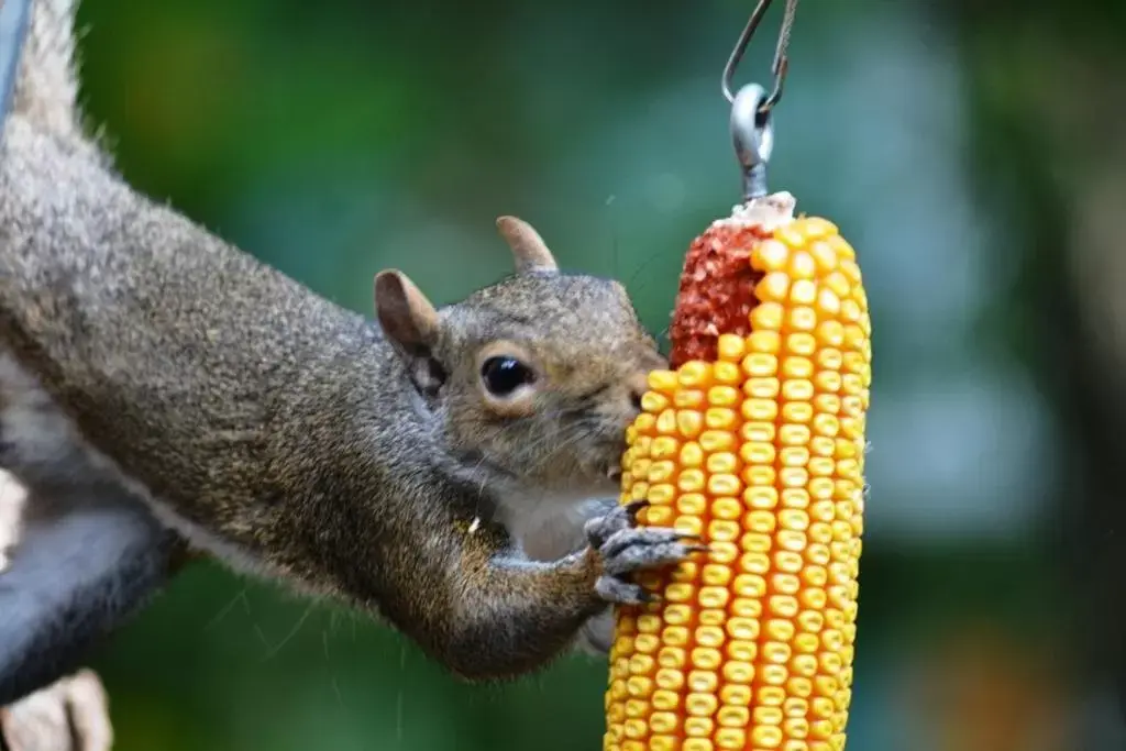 Other Animals in Heartstone Inn