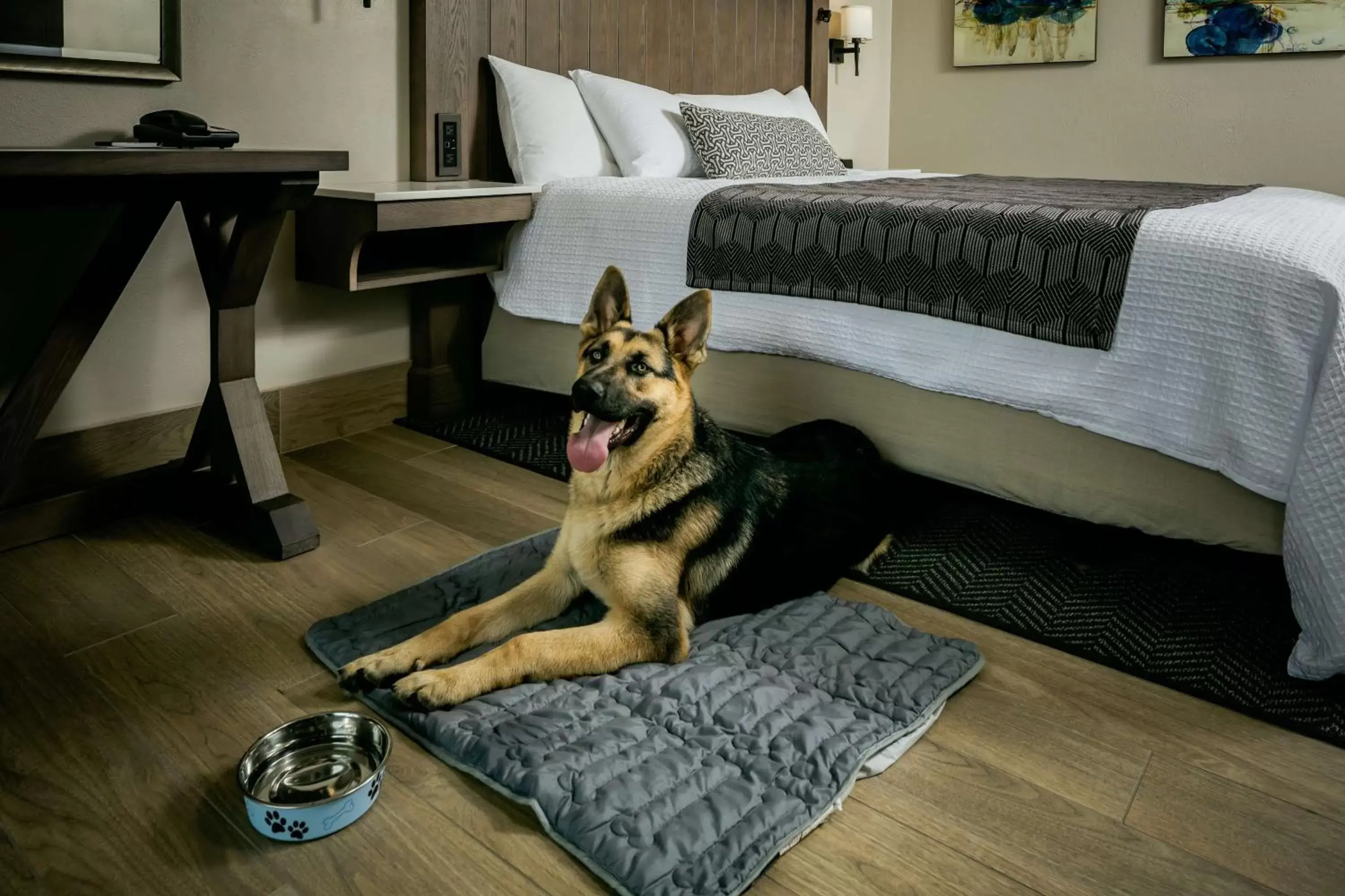 Photo of the whole room, Pets in Beachfront Inn