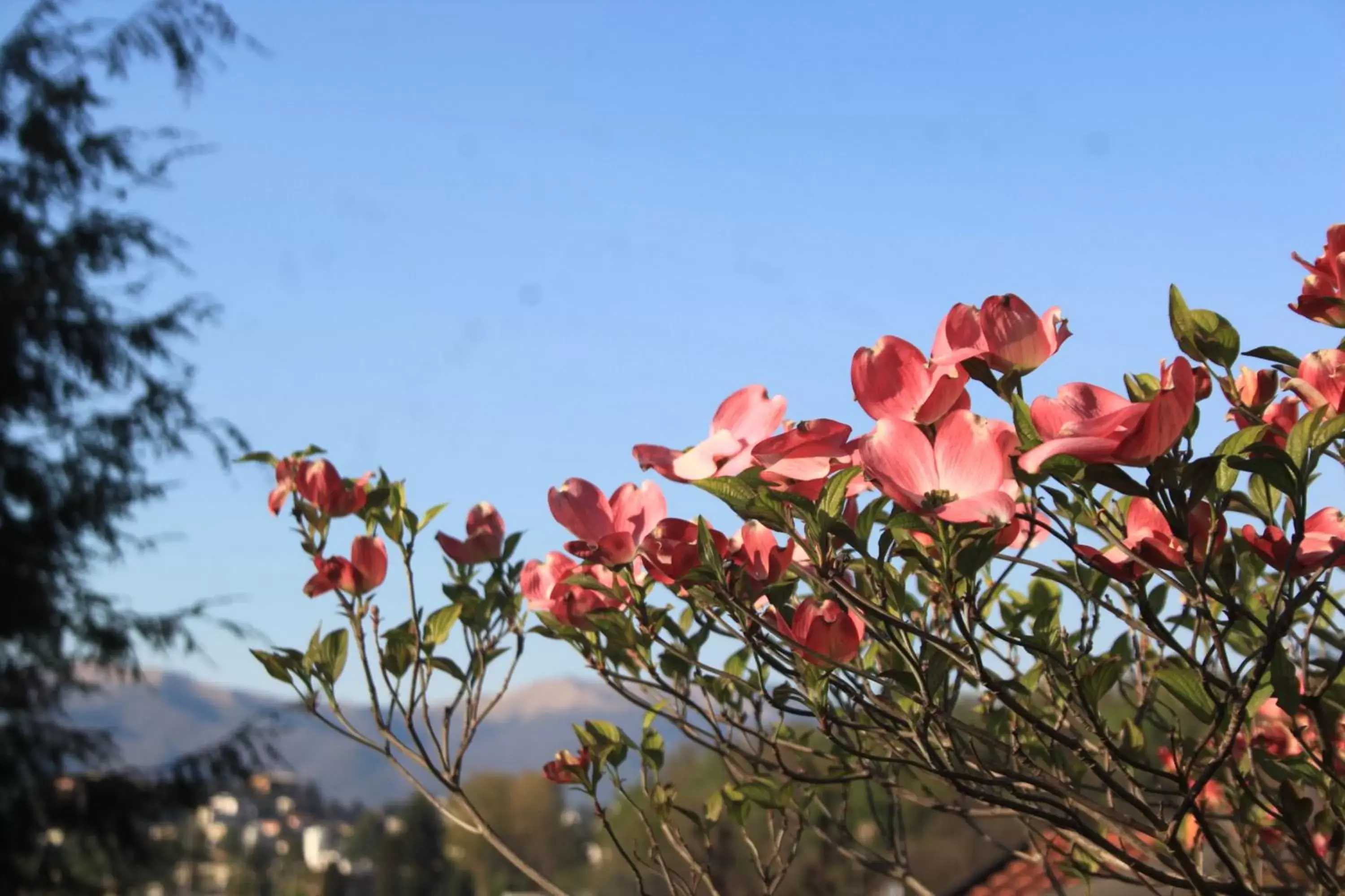 Natural landscape in Villa Onorina