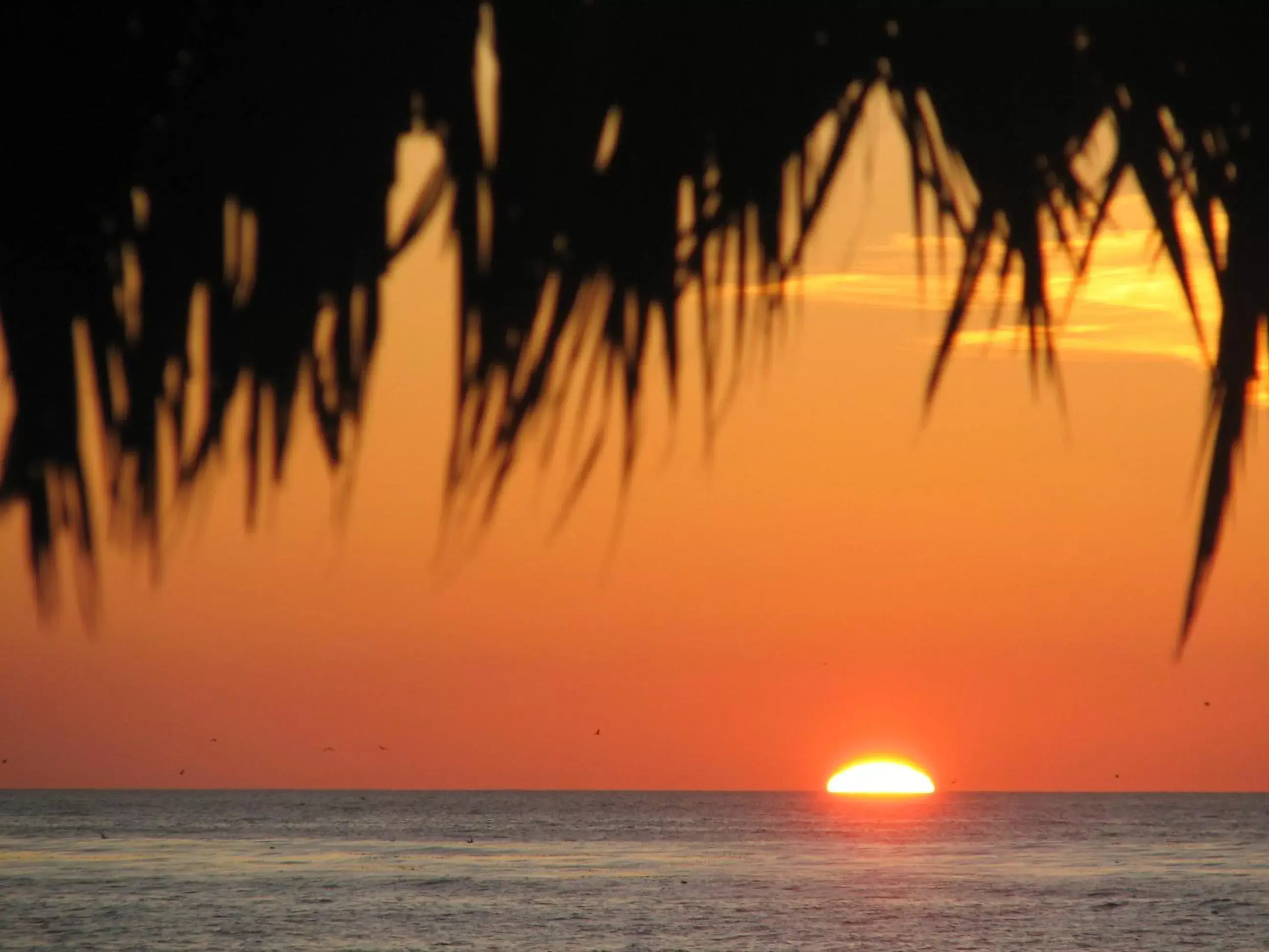 Beach, Sunrise/Sunset in The Shoal Hotel La Jolla Beach