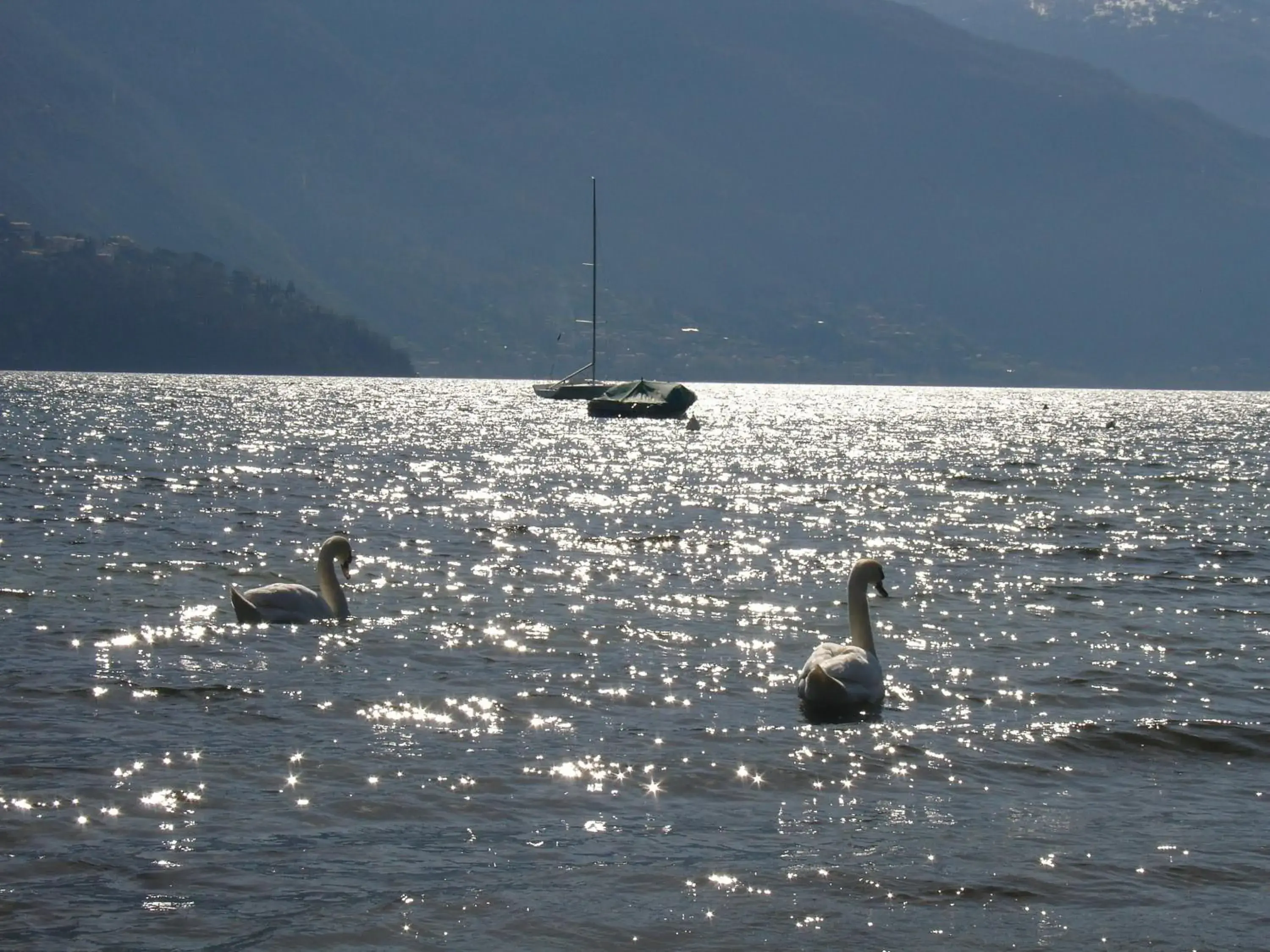 Beach, Other Animals in Tullio Hotel