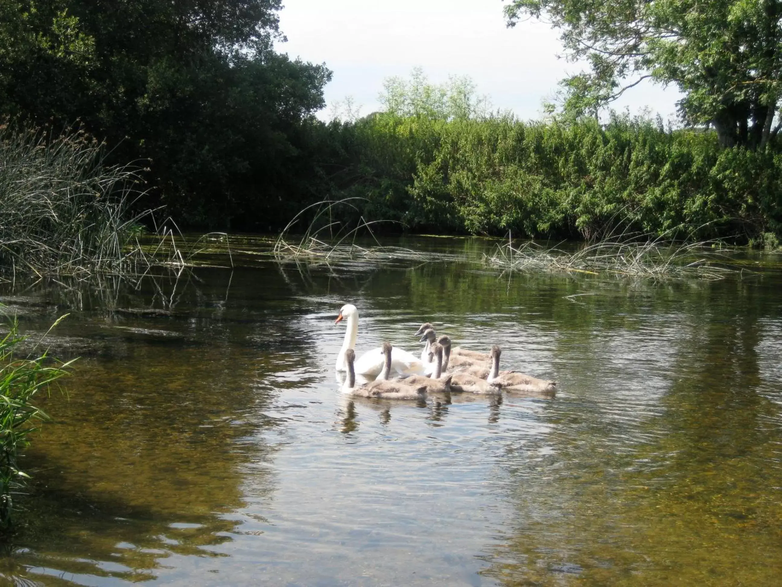 Natural landscape, Pets in Taylors Guesthouse