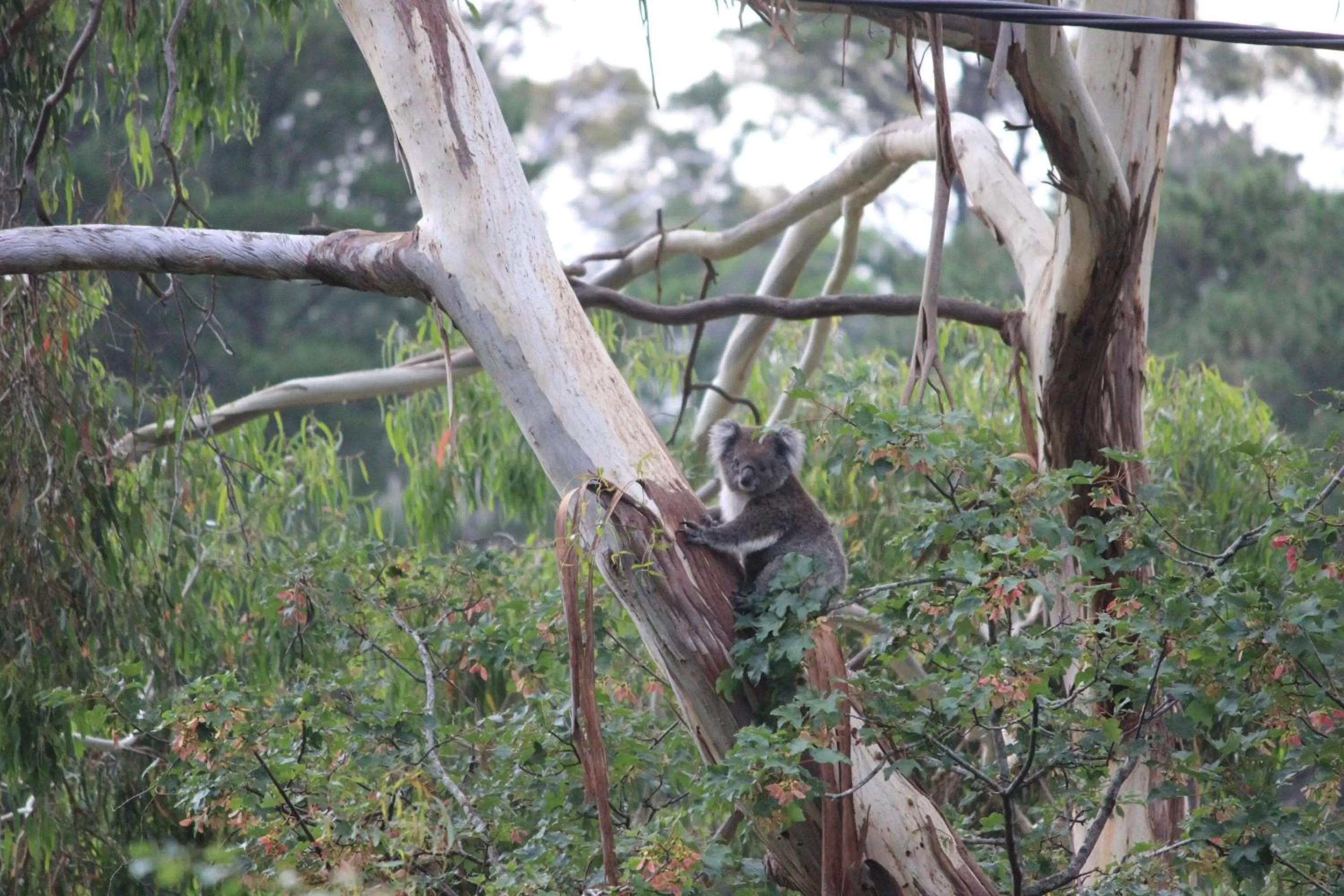 Natural landscape in Pirralilla Estate Adelaide Hills