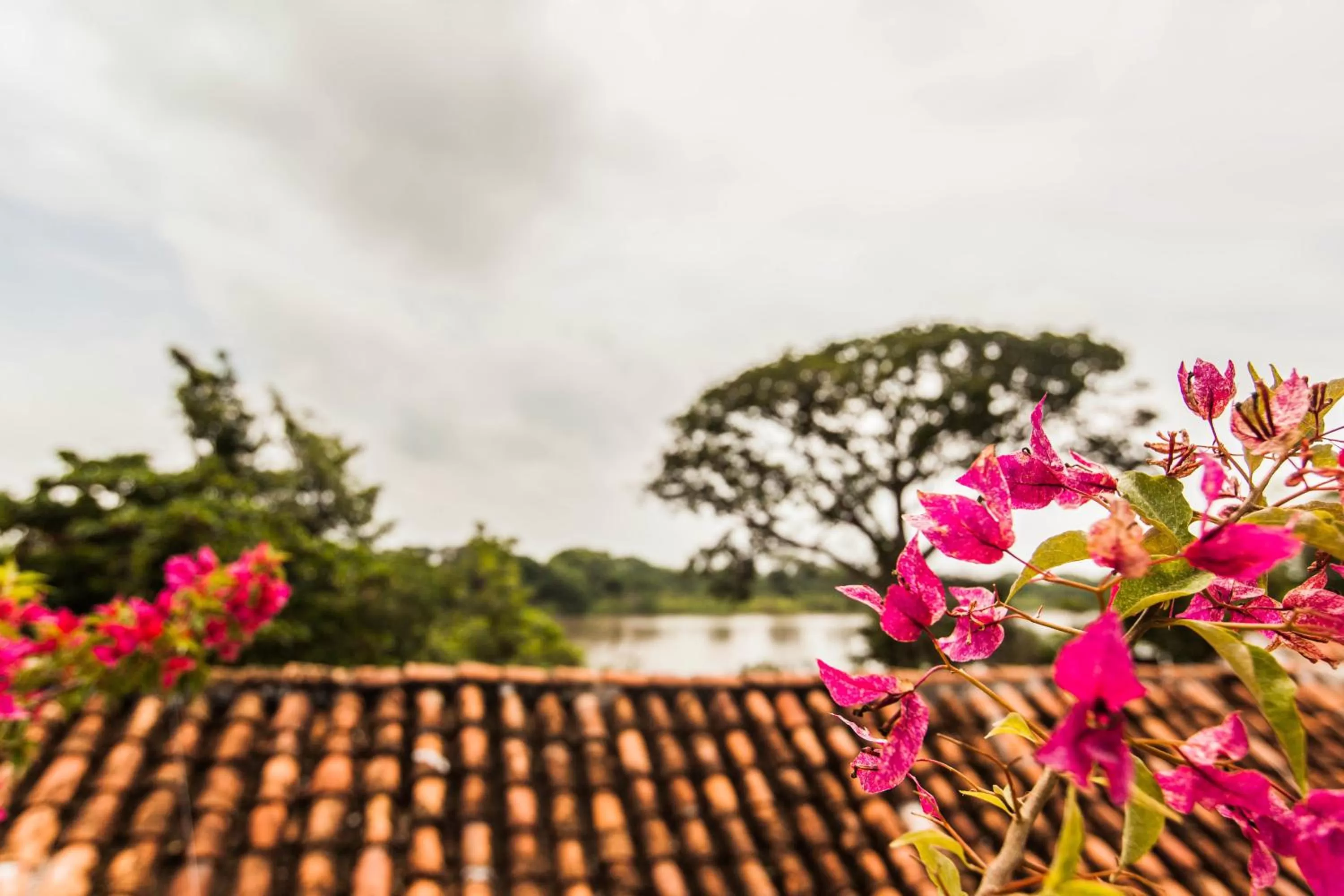 Balcony/Terrace in La Casa Amarilla
