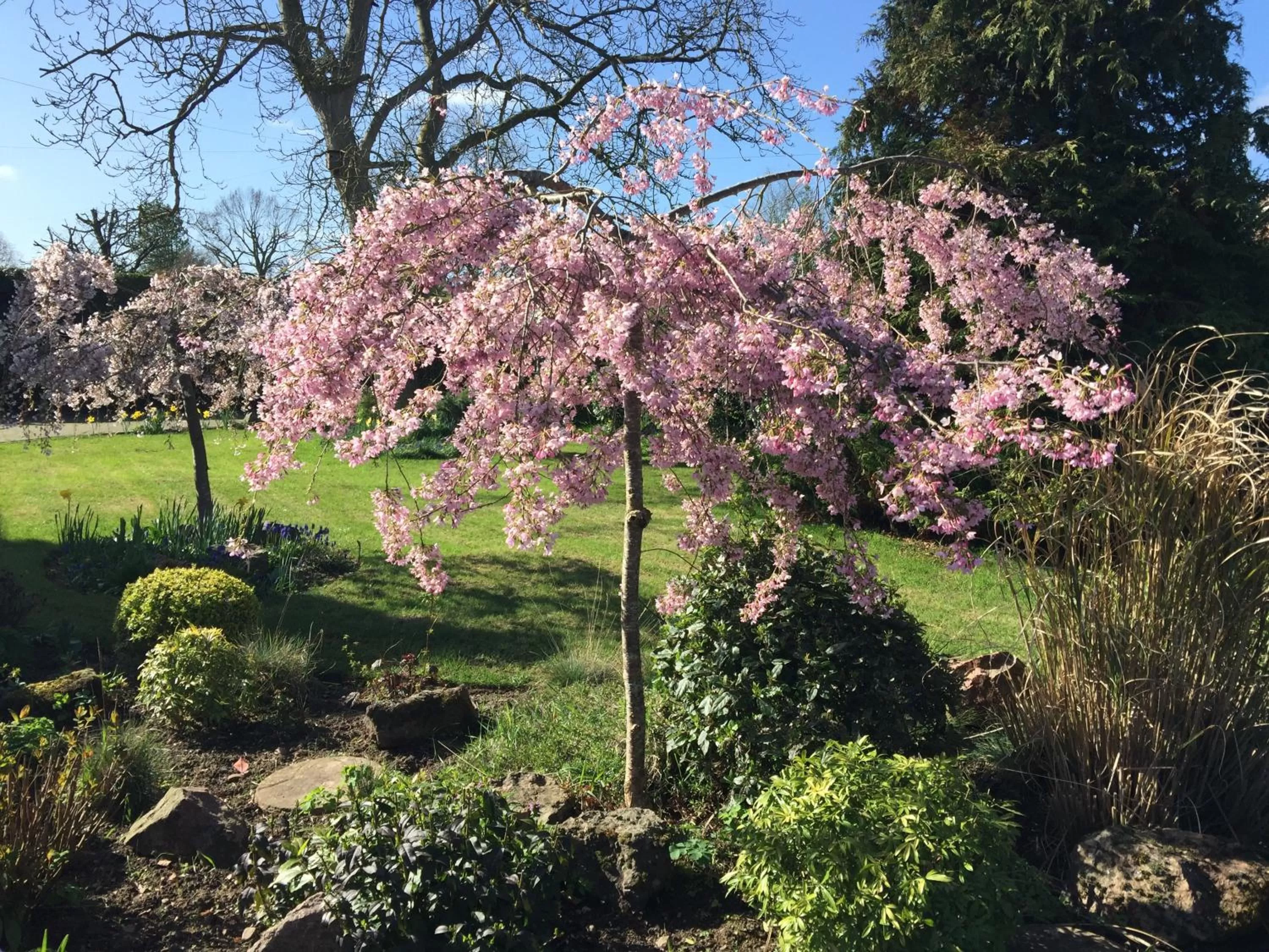Garden in Orchard Side Bed and Breakfast