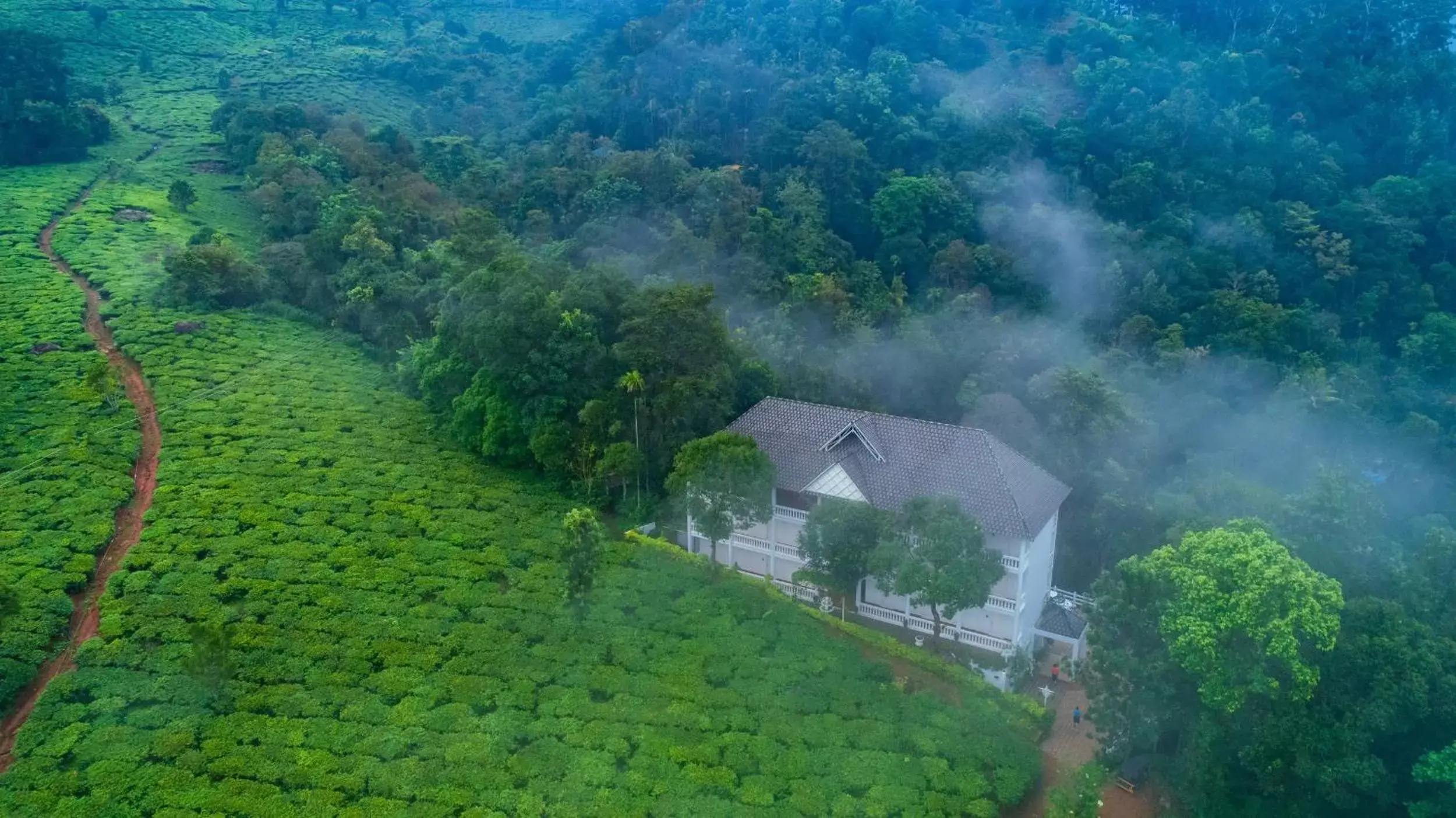 Bird's eye view in Tea Harvester