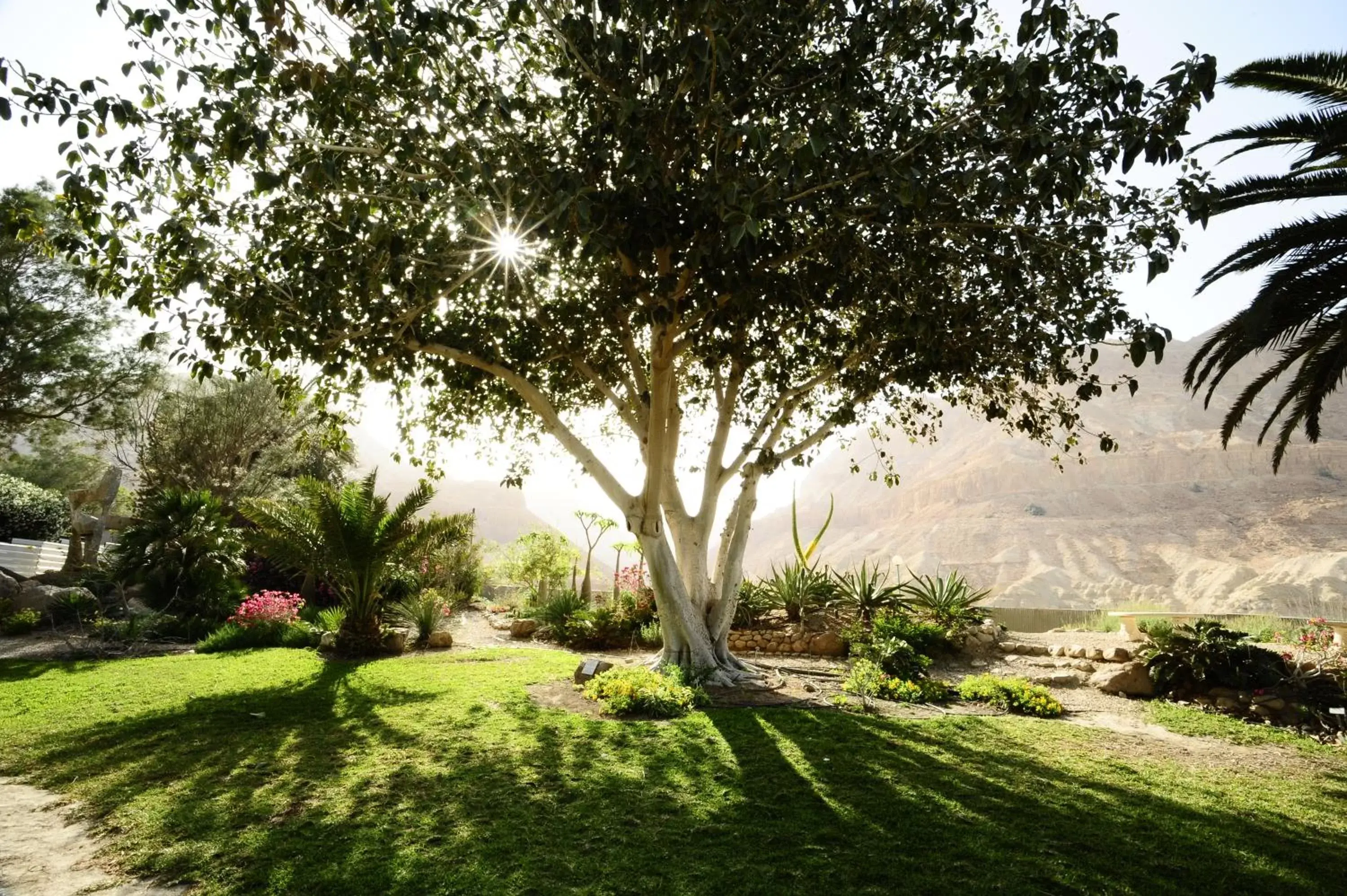 Landmark view, Garden in Ein Gedi Kibbutz Hotel