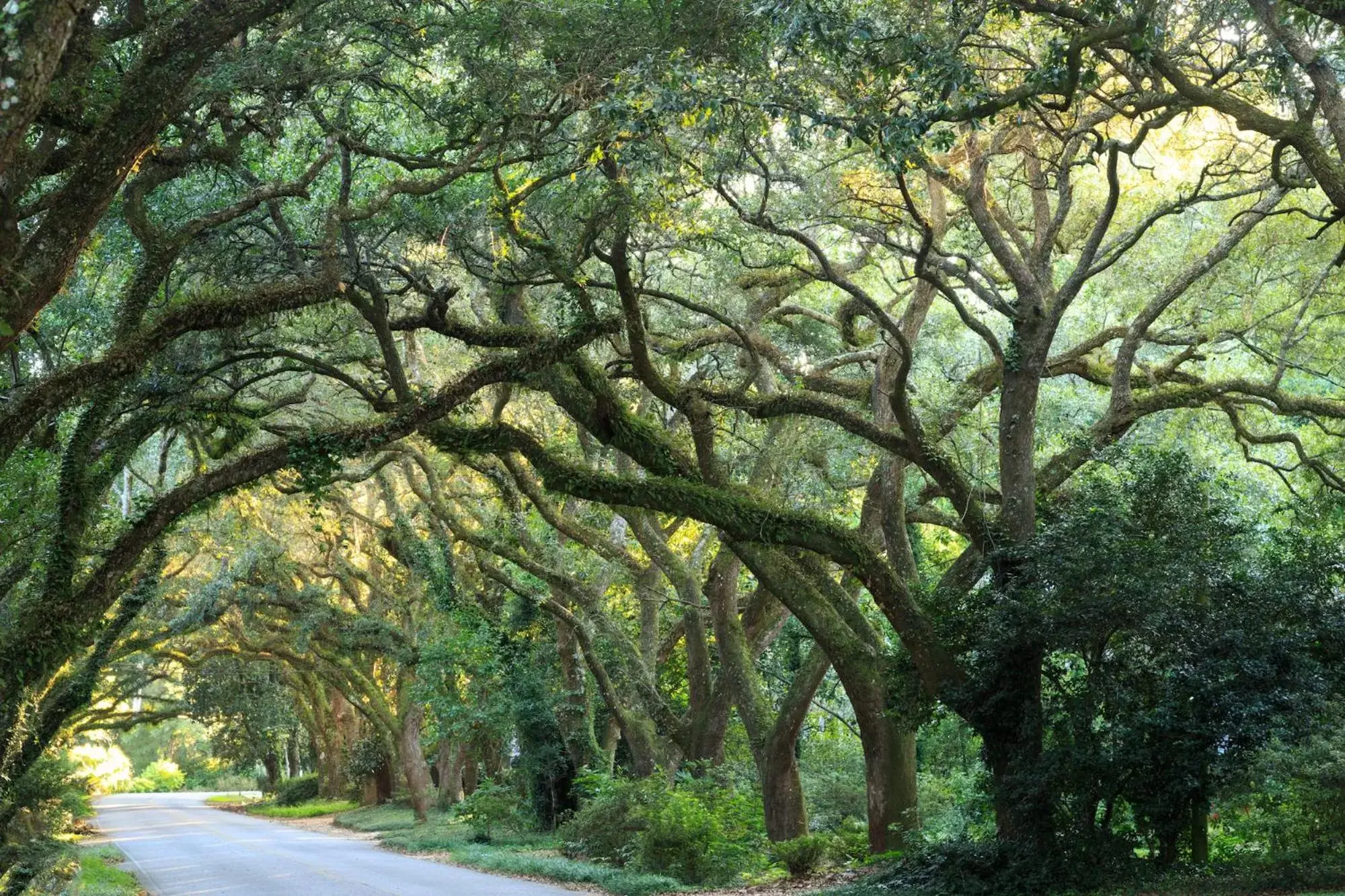 Natural landscape in Magnolia Springs Bed and Breakfast