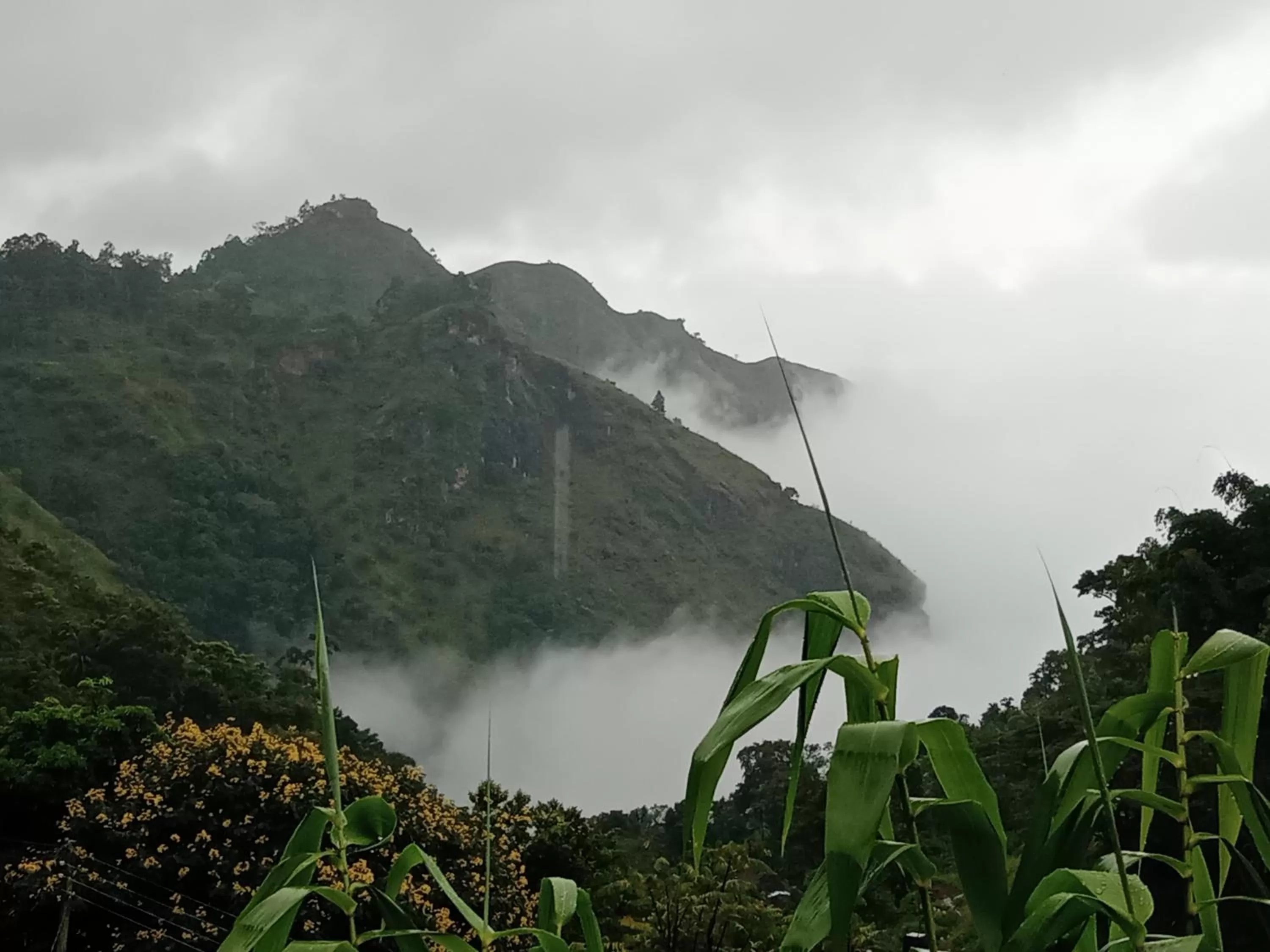 Ella Lucky Panoramic