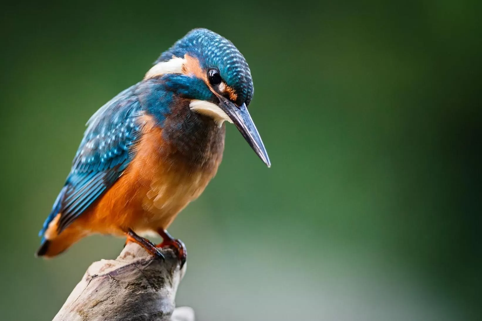 Junior Suite with Garden View in Boutique Hotel Beekhuizen