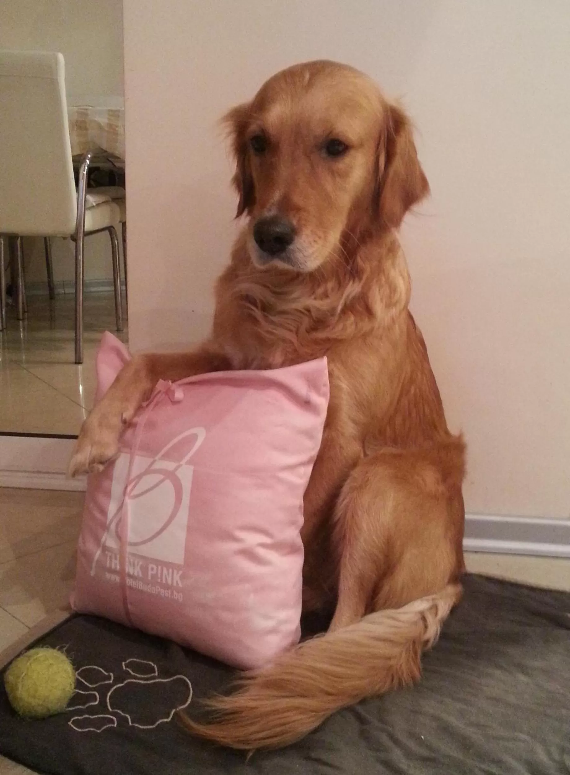 Pets in Budapest Hotel - Free Parking