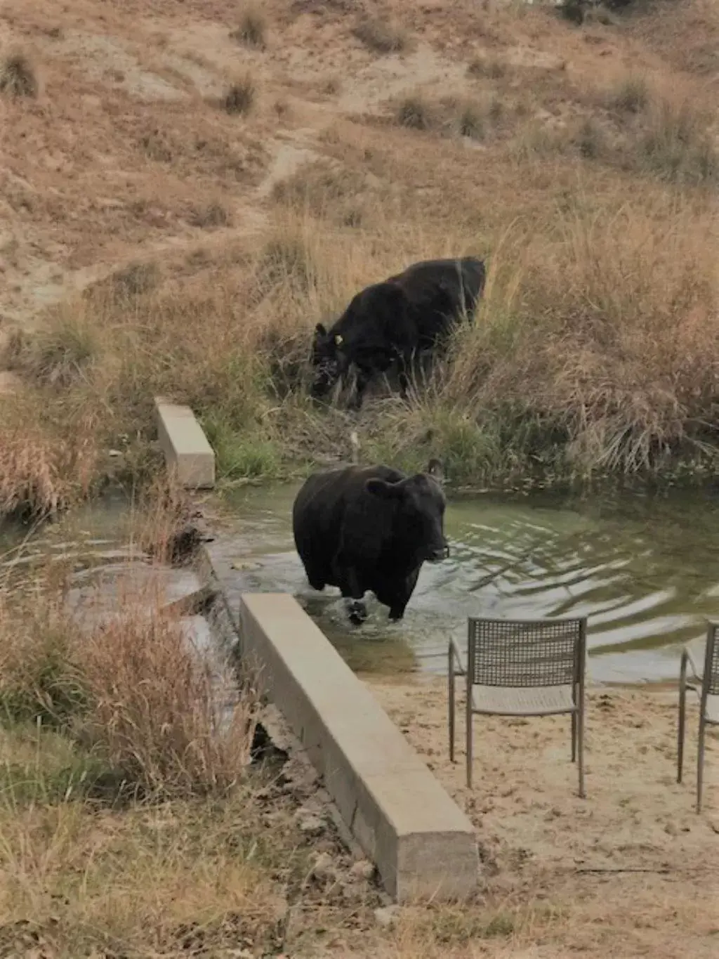 Other Animals in City on a Hill at Spring Creek