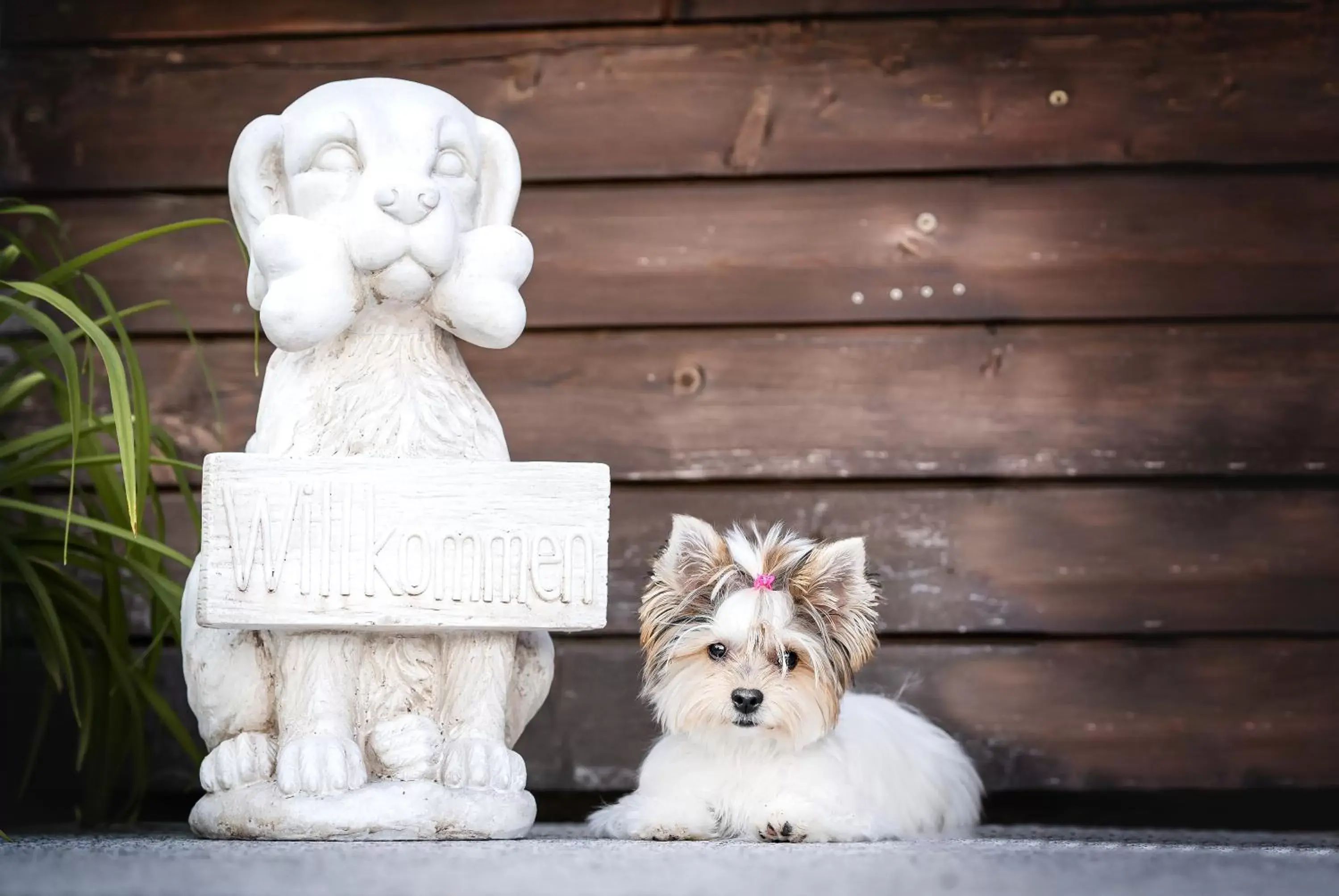 Pets in Berghotel Steiger - Erzgebirge