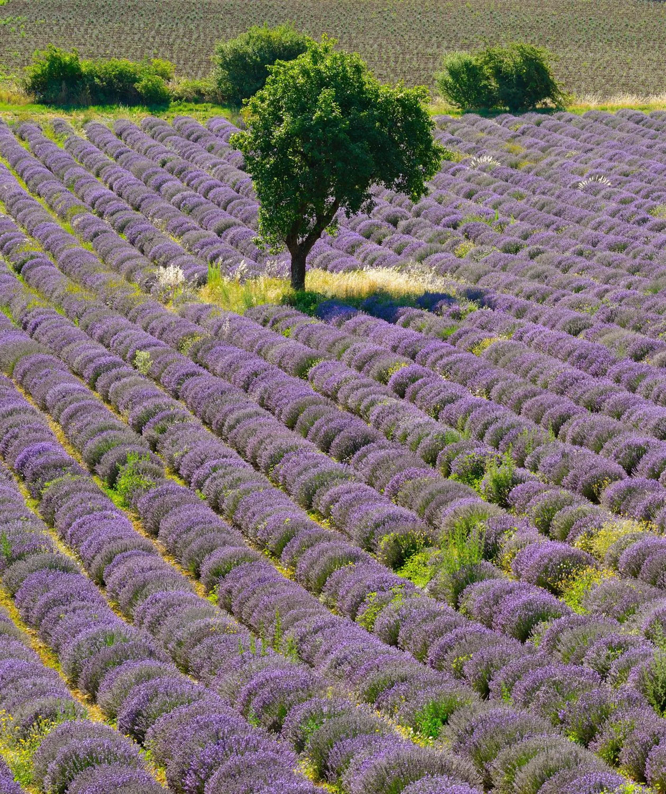 Natural landscape in ibis Avignon Centre Pont De L'Europe