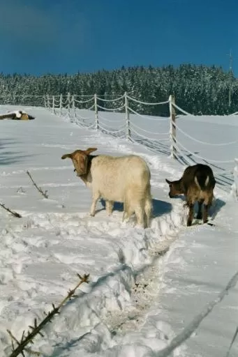 Winter in ZUR TRAUBE Schwarzwaldhotel & Restaurant am Titisee