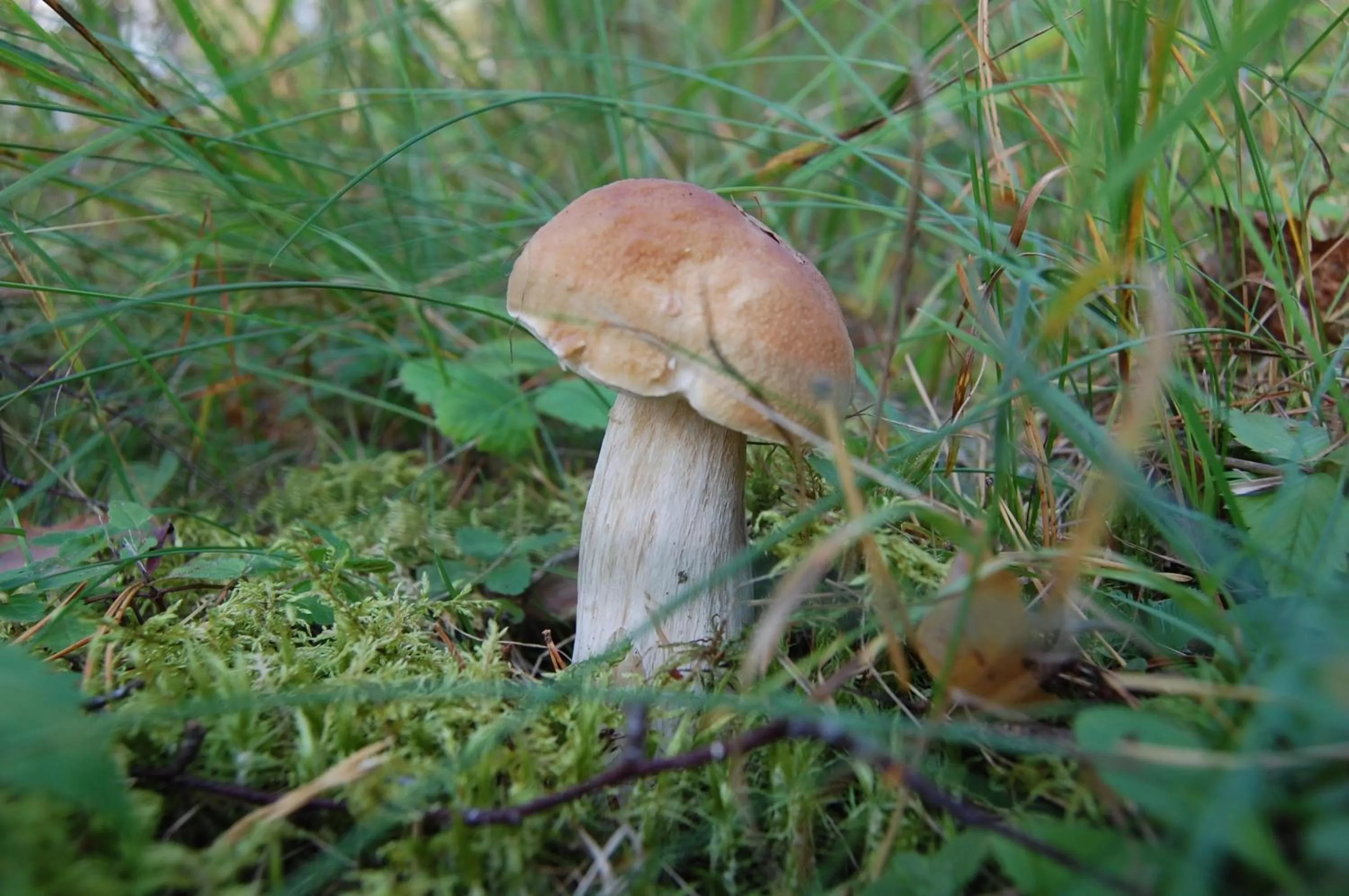 Hiking, Other Animals in Kuhasensaari Lomakeskus