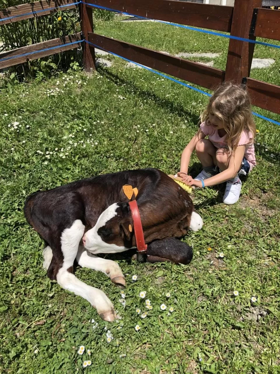 Activities in Hotel La Grange - Animal Chic Hotel