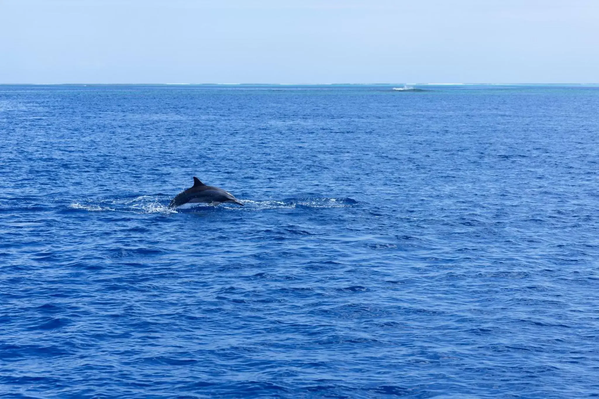 Day, Other Animals in Canareef Resort Maldives