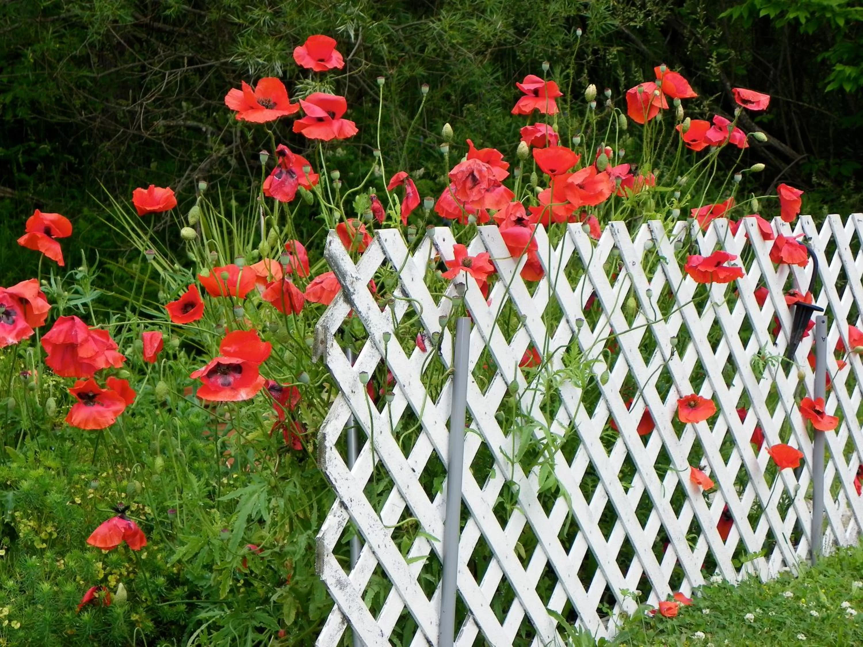 Spring in Homeport Motel
