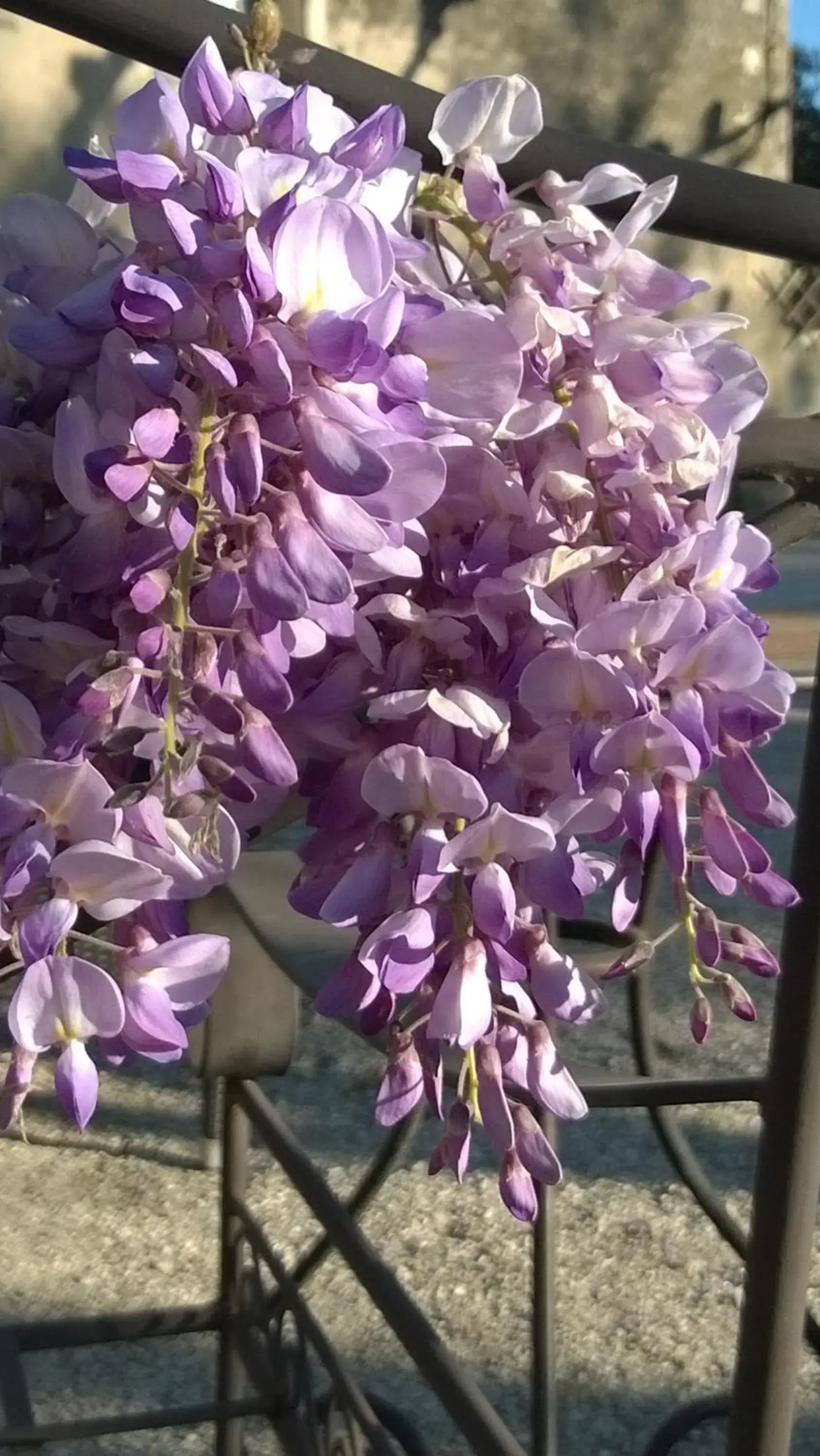 Spring in Hotel Restaurant la Ferme