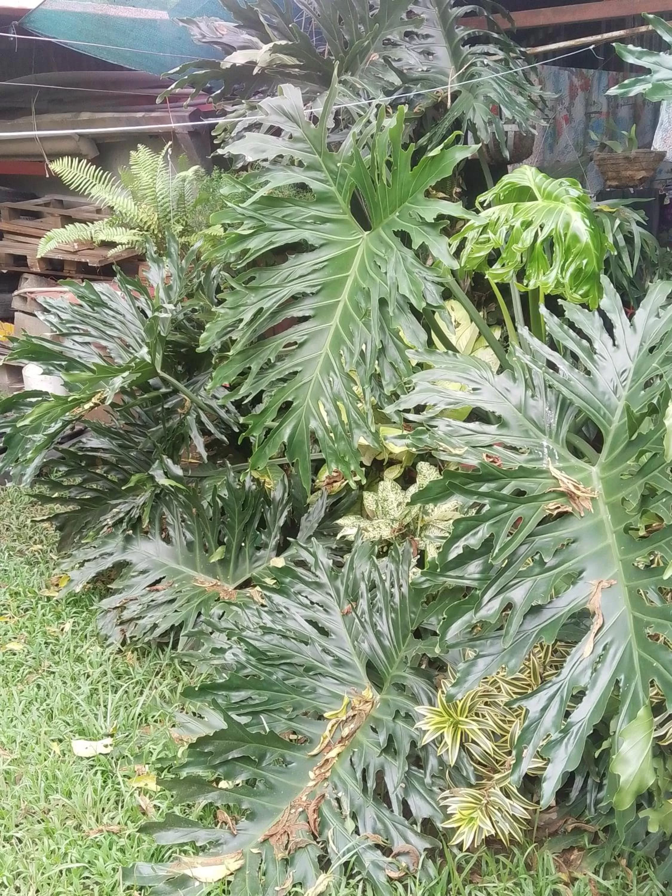 Garden in Alexander b&b