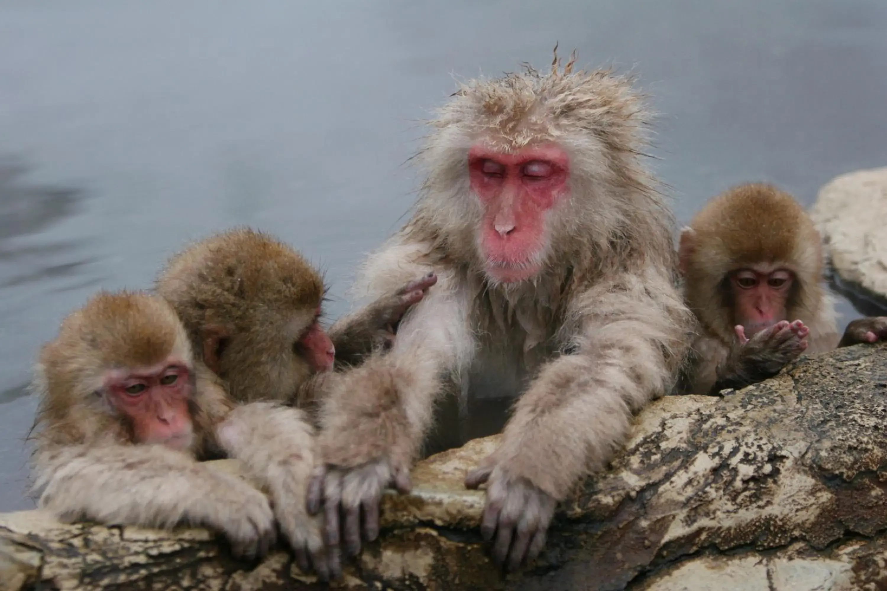 Animals, Other Animals in Hakuba Resort Hotel La Neige Higashikan