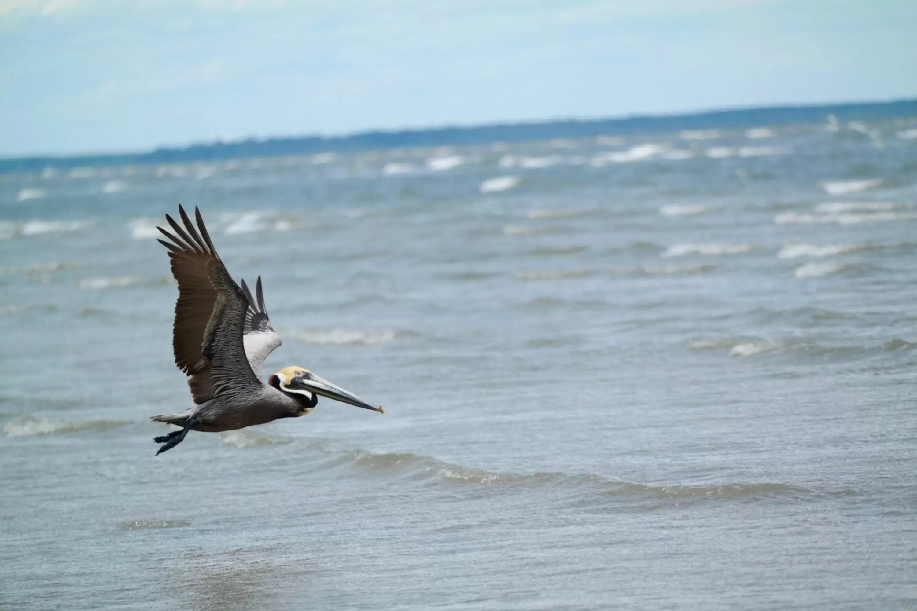 Off site, Other Animals in Buccaneer Motel